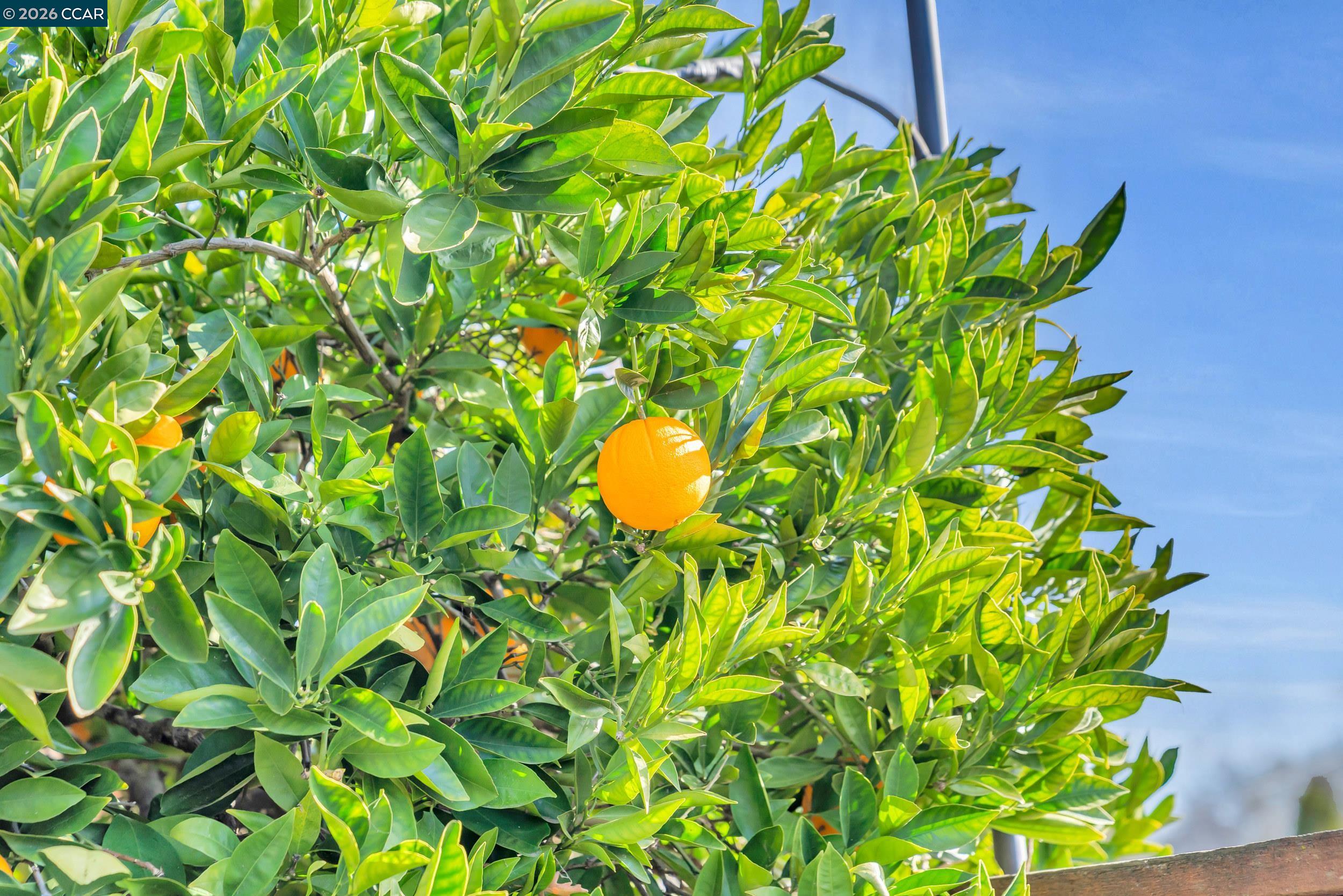 Detail Gallery Image 52 of 60 For 112 Danvilla Ct, Danville,  CA 94526 - 4 Beds | 2/1 Baths