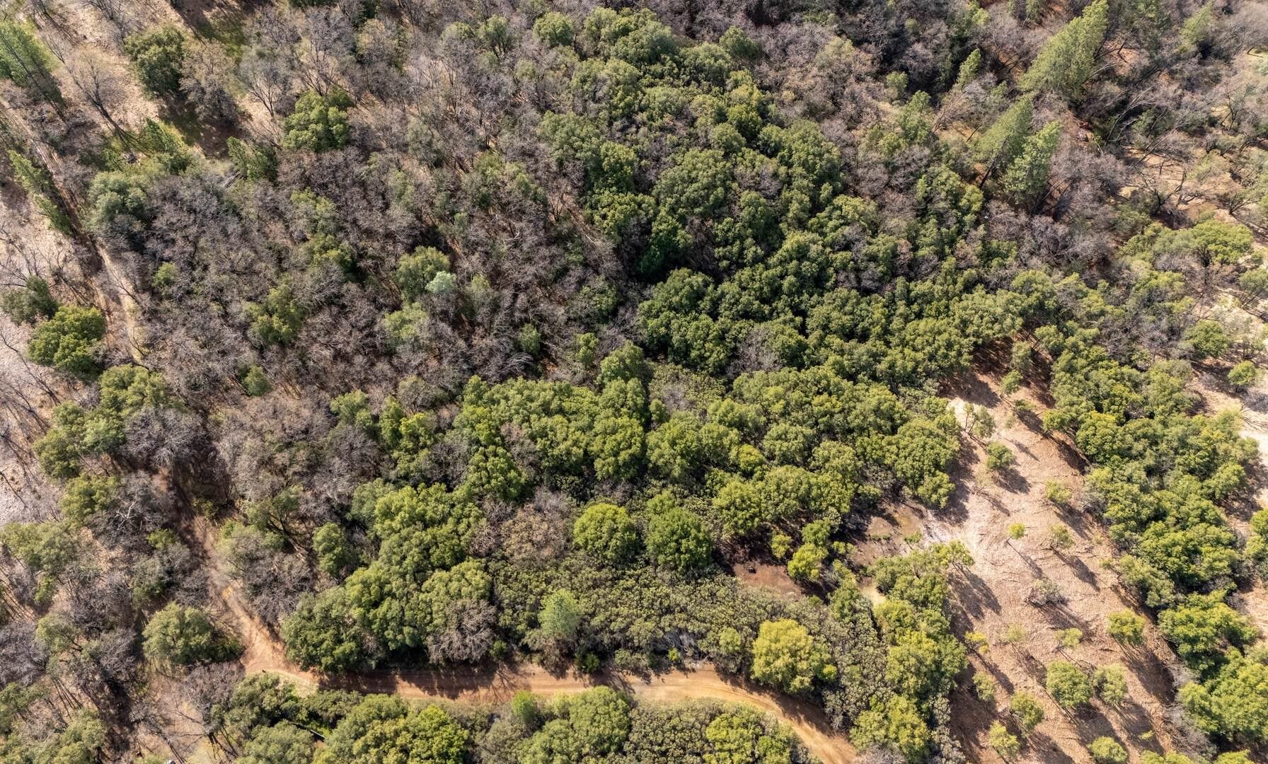 Detail Gallery Image 9 of 11 For 25555 Forest Rte 3n11, Columbia,  CA 95310 - – Beds | – Baths