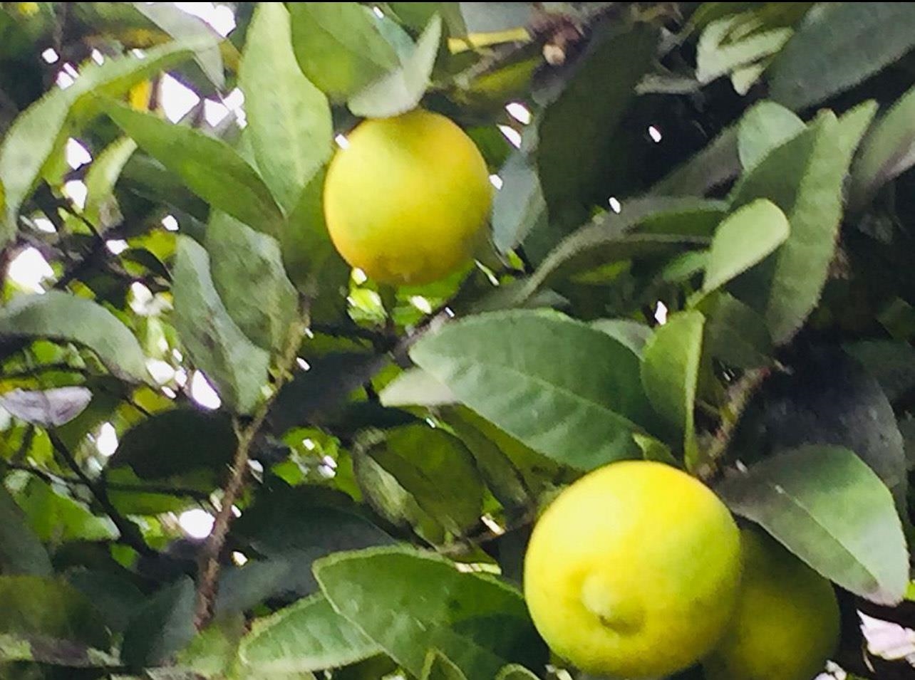 Detail Gallery Image 23 of 23 For 1034 Trenton Blvd, San Pablo,  CA 94806 - 3 Beds | 2 Baths