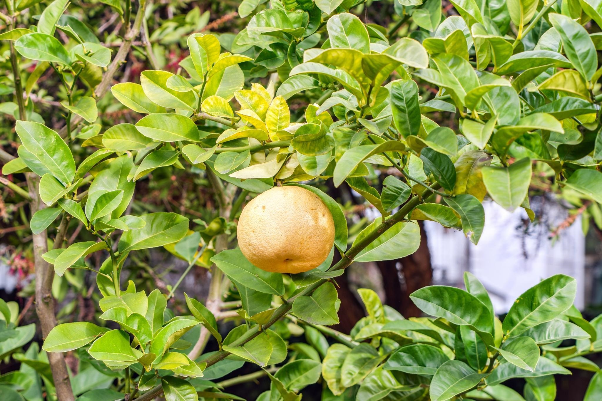 Detail Gallery Image 54 of 60 For 1108 E 33rd St, Oakland,  CA 94610 - 2 Beds | 1/1 Baths