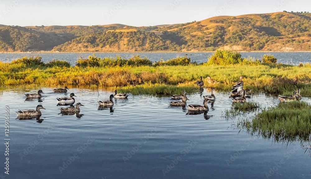 Detail Gallery Image 29 of 36 For 476 E E St, Benicia,  CA 94510 - 3 Beds | 2/1 Baths