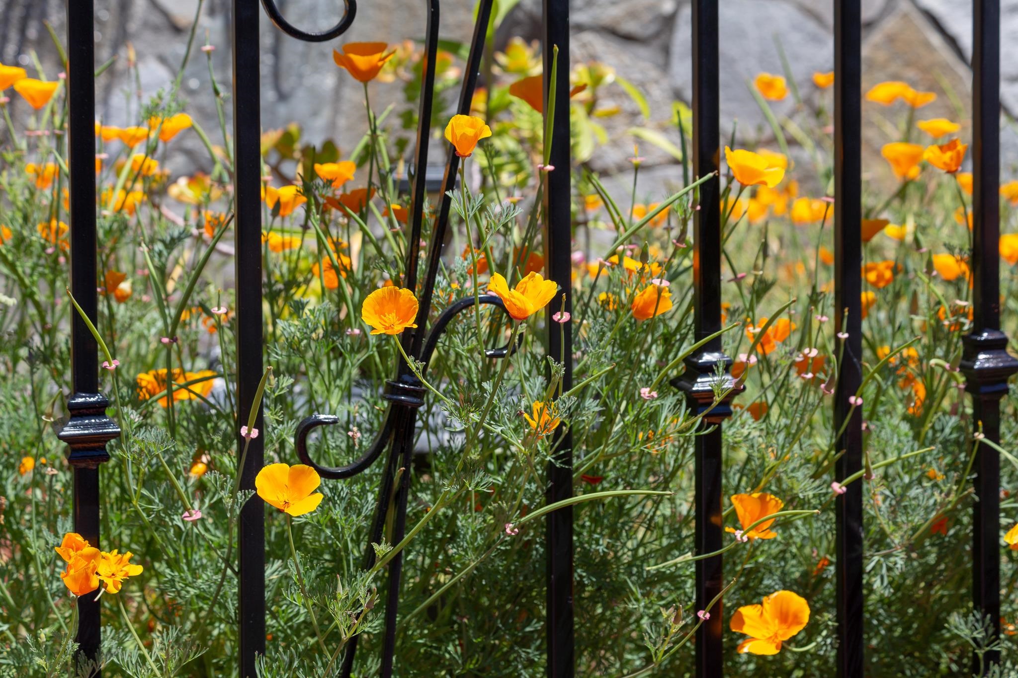 Detail Gallery Image 22 of 54 For 10353 Royal Oak Rd, Oakland,  CA 94605 - 4 Beds | 2/1 Baths