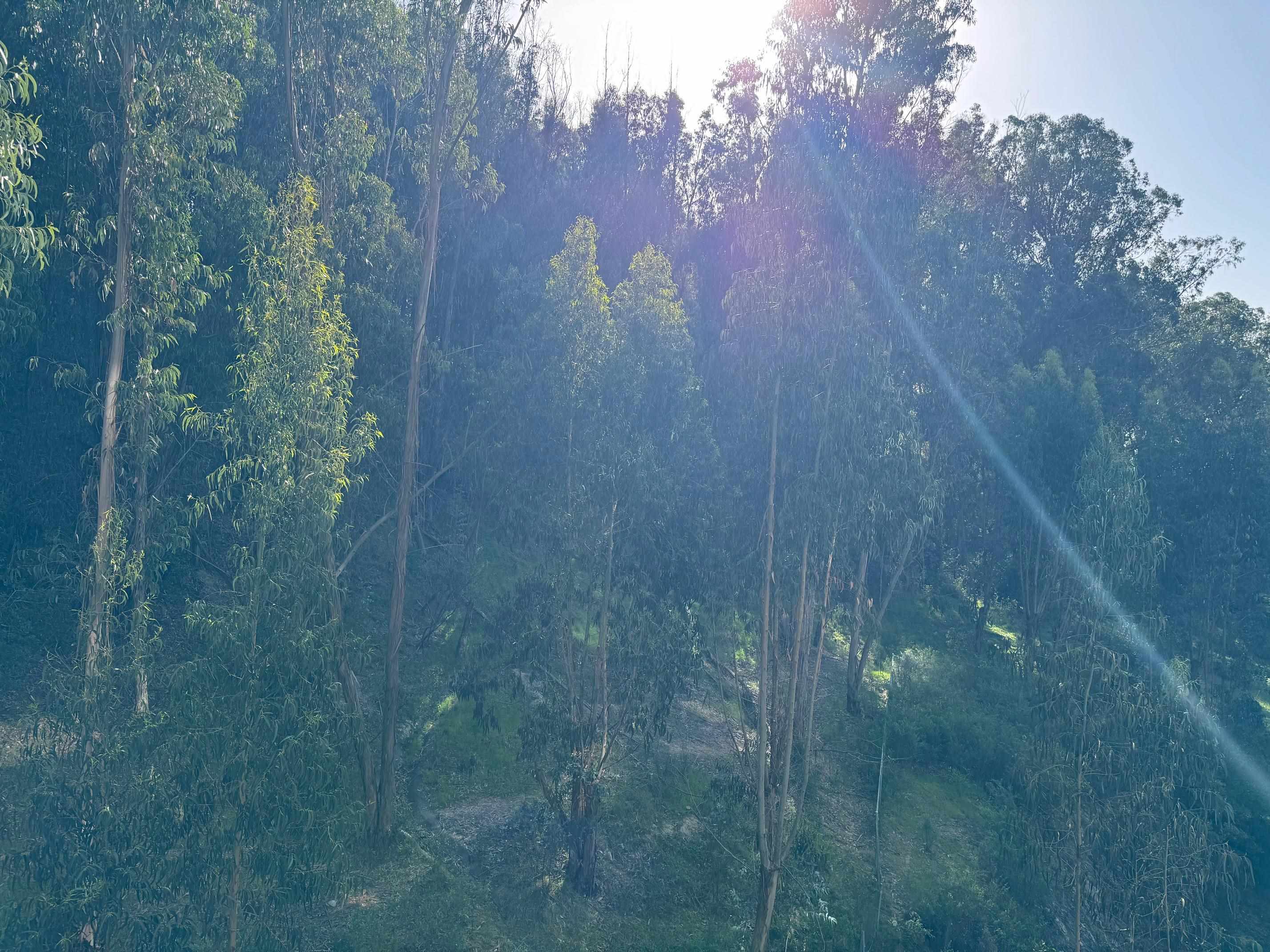 Photo #9: 41122486 Listing: Photo #9