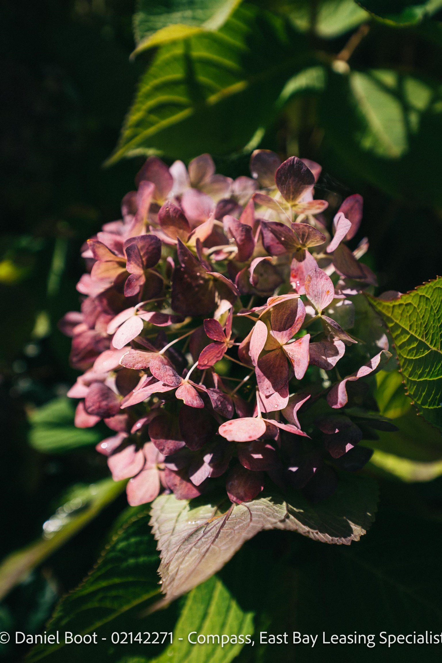 Detail Gallery Image 38 of 41 For 2141 Ward St, Berkeley,  CA 94705 - 4 Beds | 2 Baths
