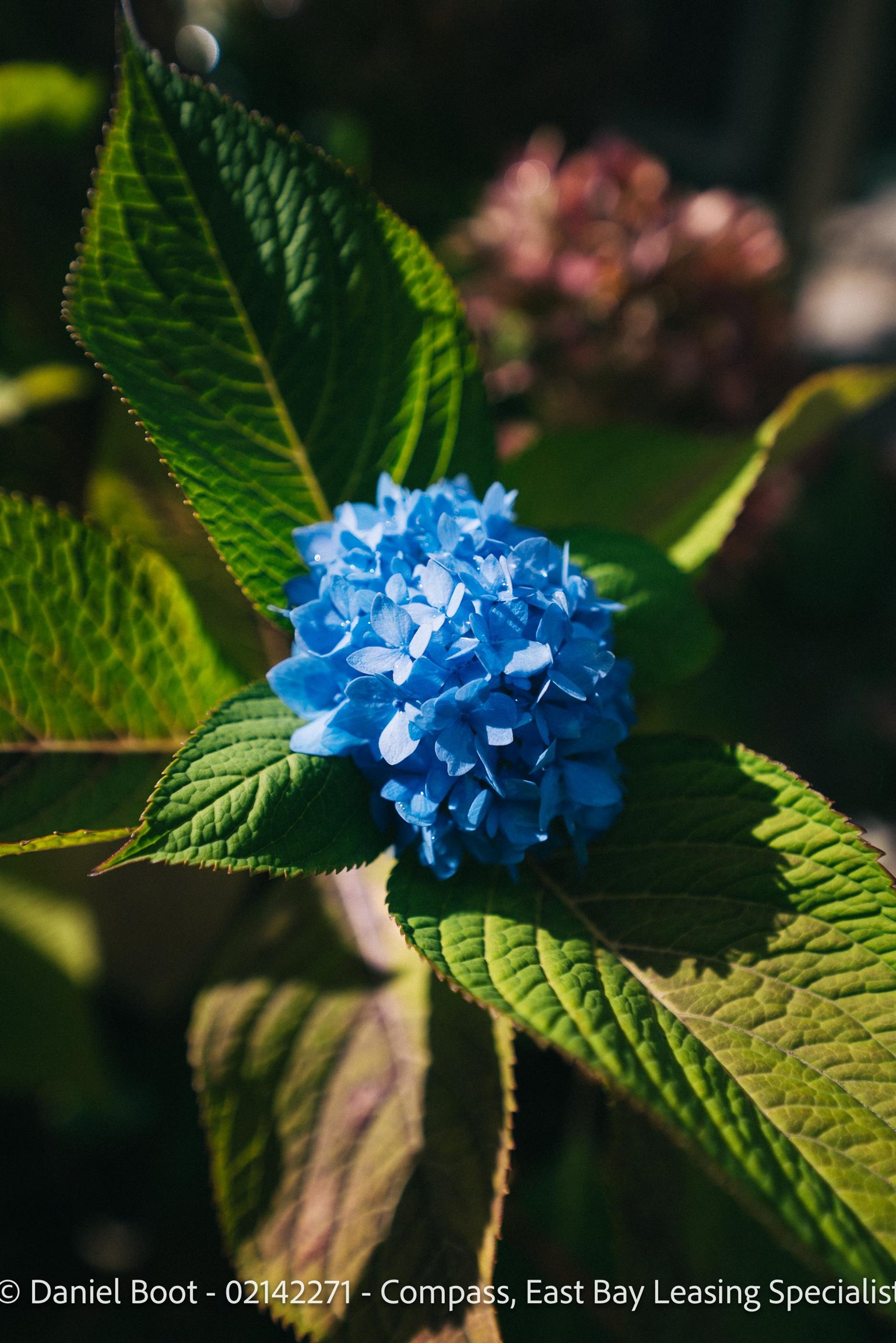 Detail Gallery Image 39 of 41 For 2141 Ward St, Berkeley,  CA 94705 - 4 Beds | 2 Baths