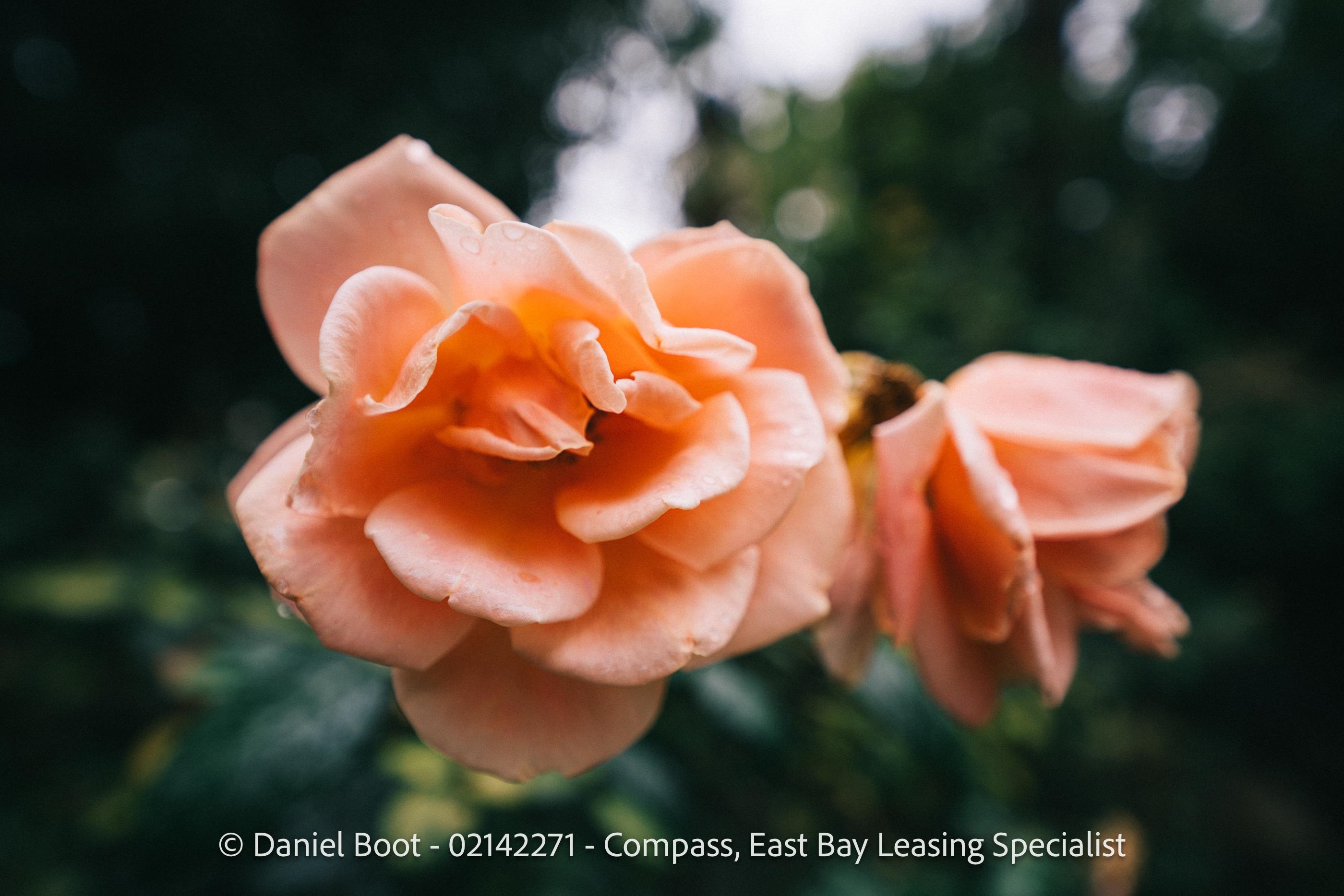 Detail Gallery Image 40 of 41 For 2141 Ward St, Berkeley,  CA 94705 - 4 Beds | 2 Baths