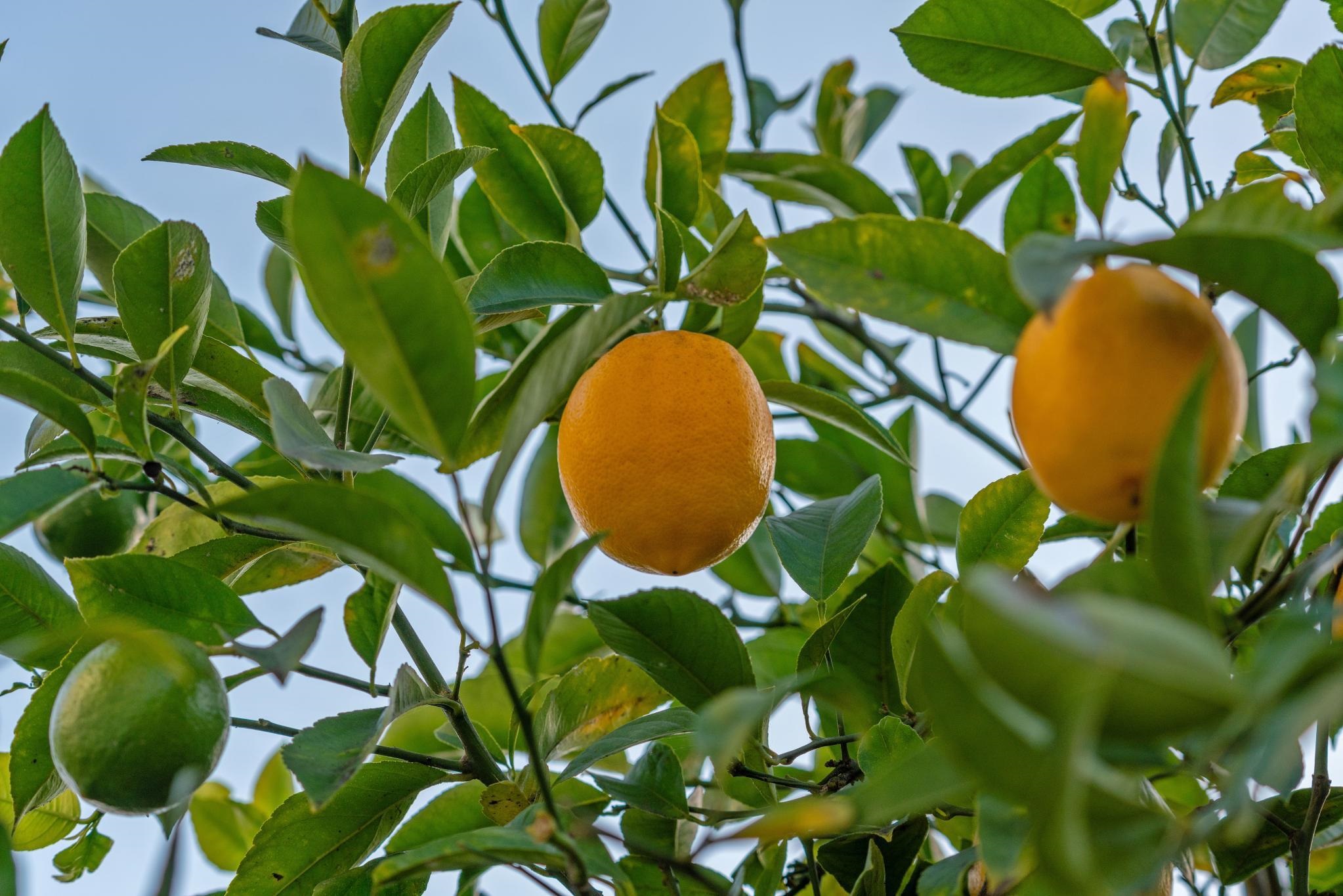 Detail Gallery Image 39 of 39 For 2457 Scenic Ave, Oakland,  CA 94602 - 2 Beds | 1 Baths