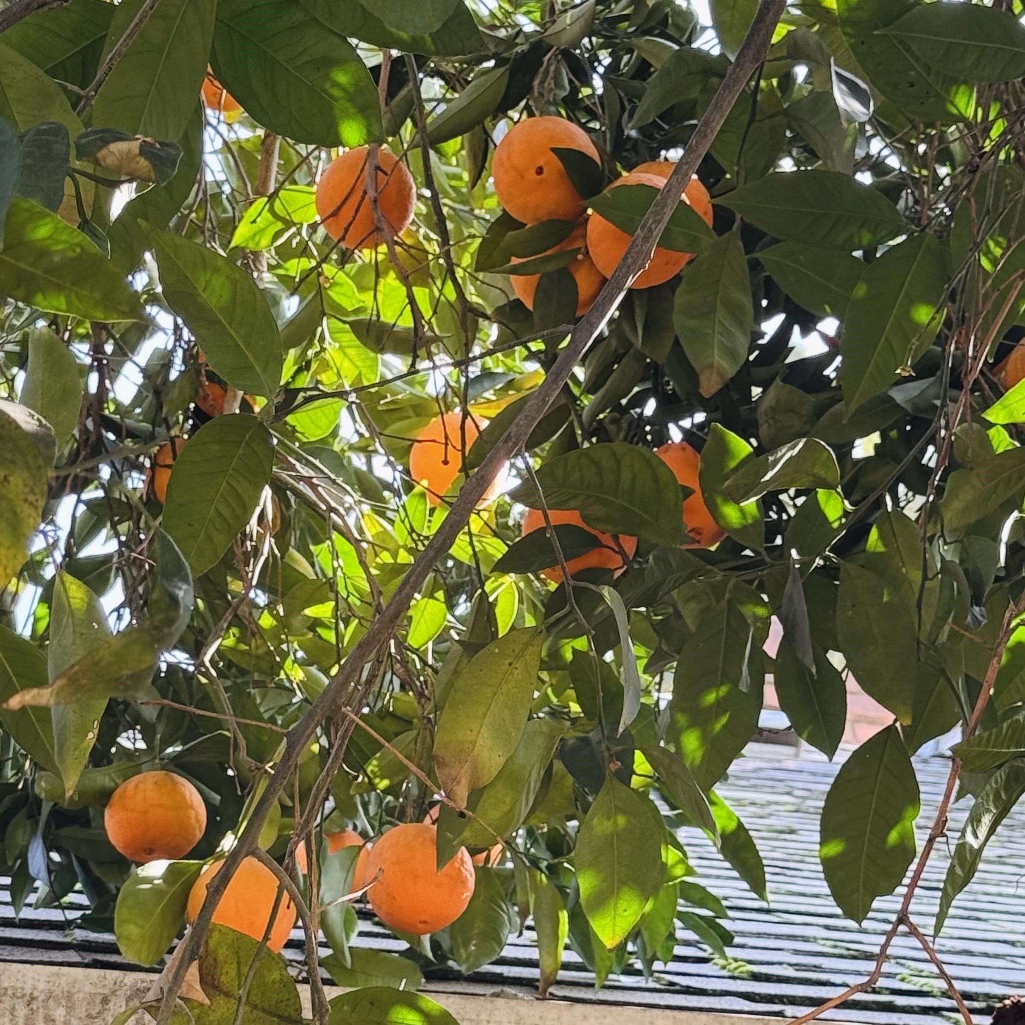 Detail Gallery Image 32 of 40 For 614 28th St, Sacramento,  CA 95816 - 4 Beds | 2 Baths