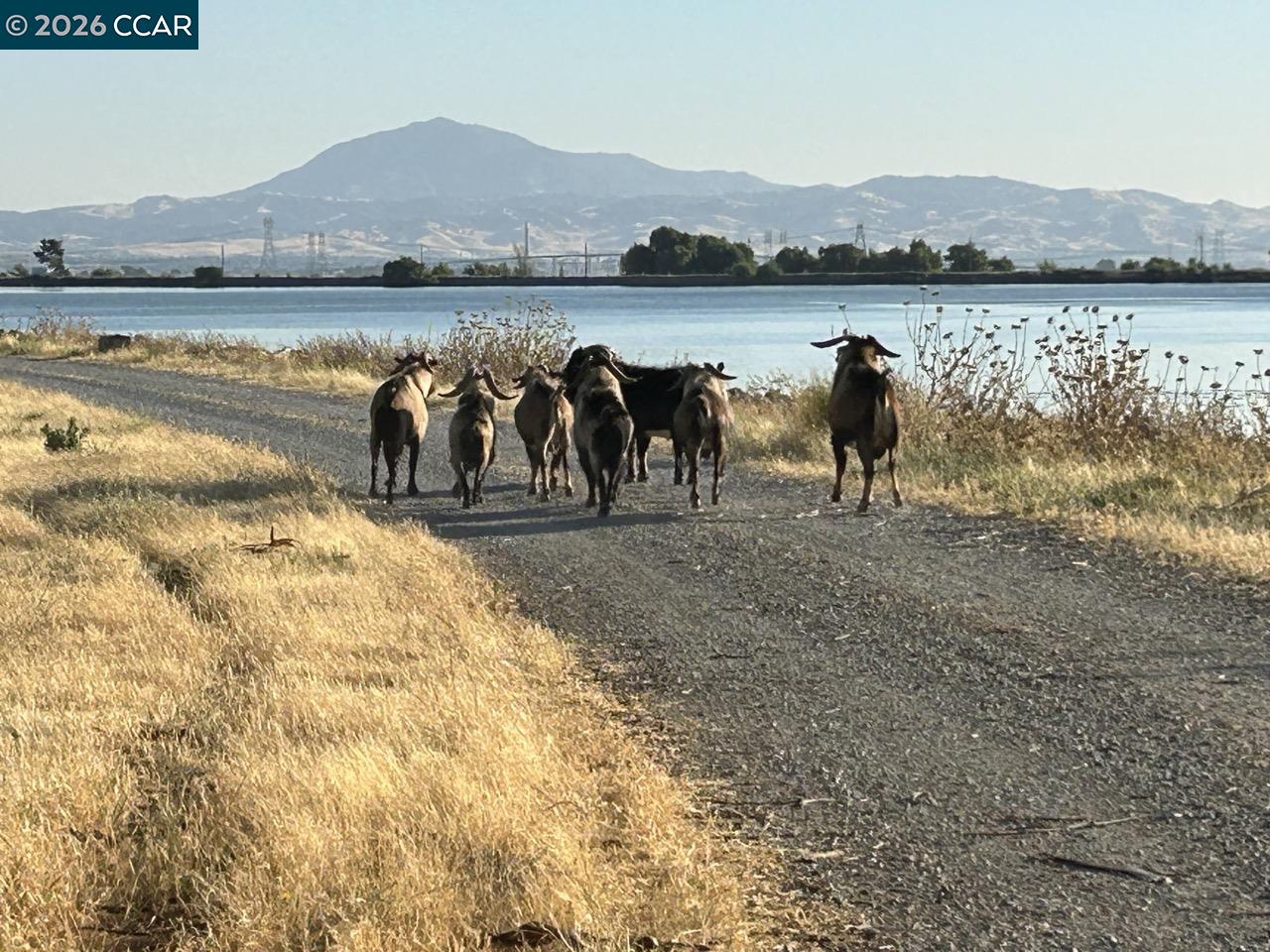 Detail Gallery Image 8 of 10 For 1 Bradford Island Rd, Oakley,  CA 94561 - – Beds | – Baths