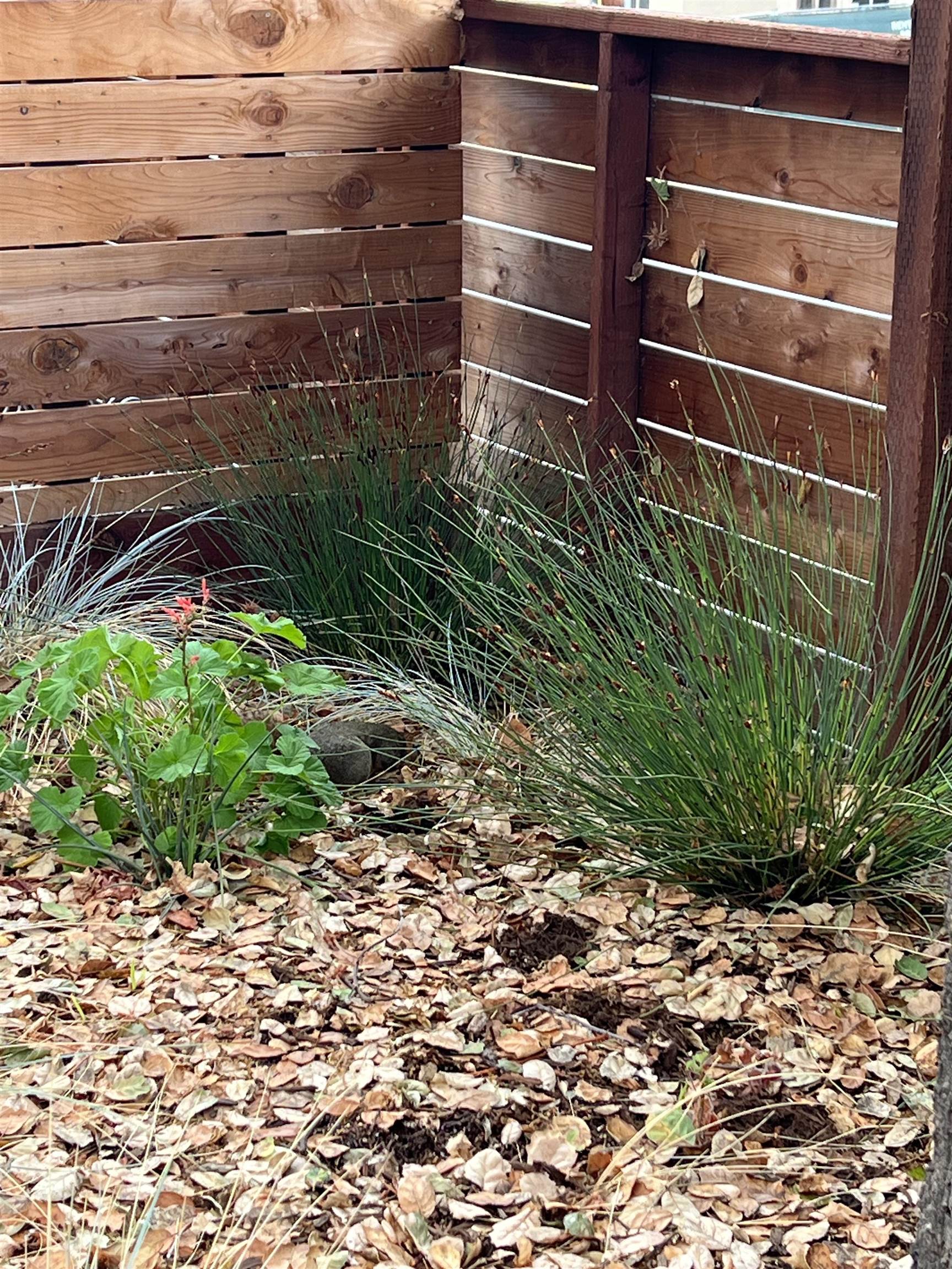 Detail Gallery Image 15 of 15 For 2718 Durant Ave #B,  Berkeley,  CA 94704-1725 - 3 Beds | 1 Baths