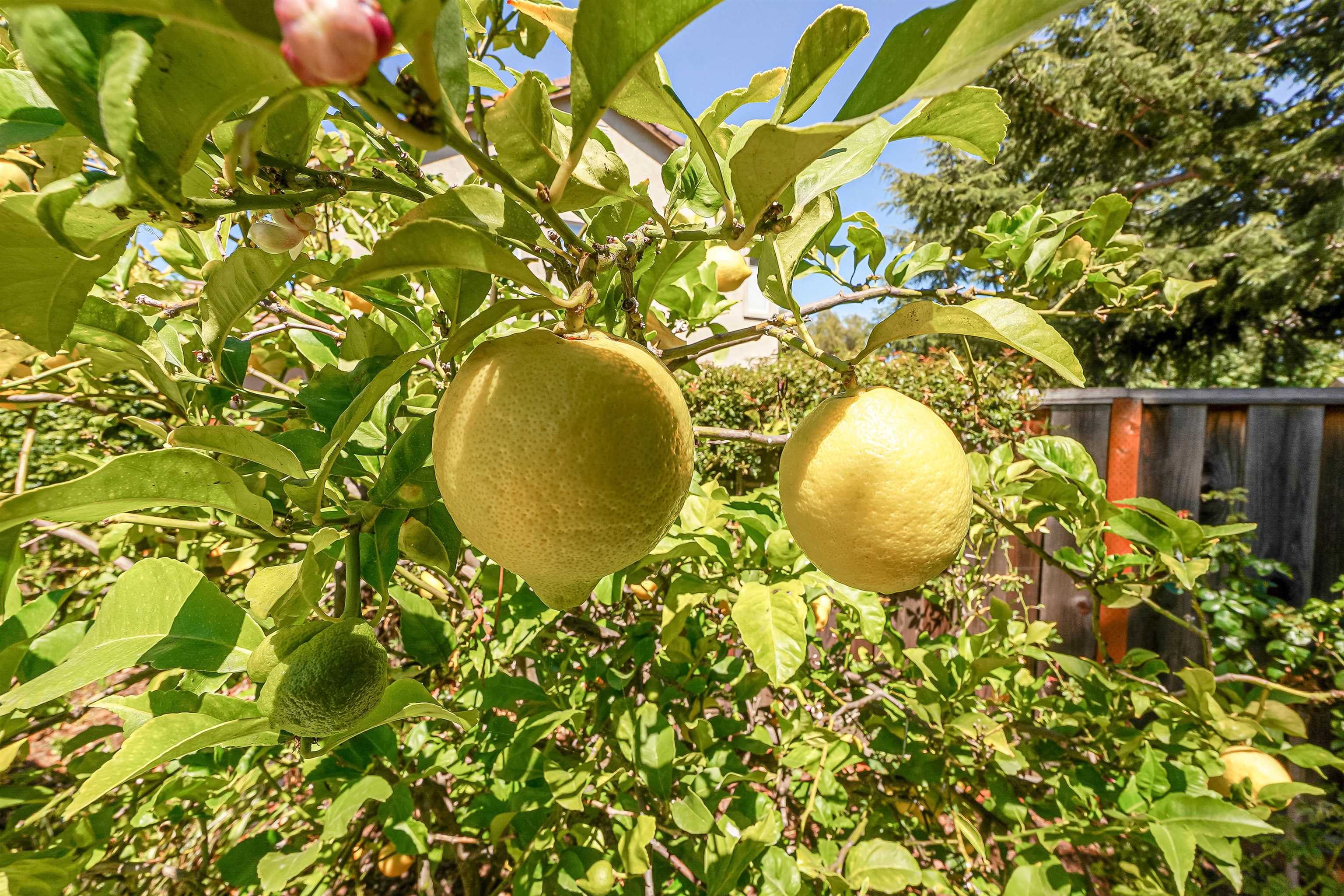 Detail Gallery Image 39 of 44 For 327 Brookview Way, Hayward,  CA 94544 - 4 Beds | 2/1 Baths
