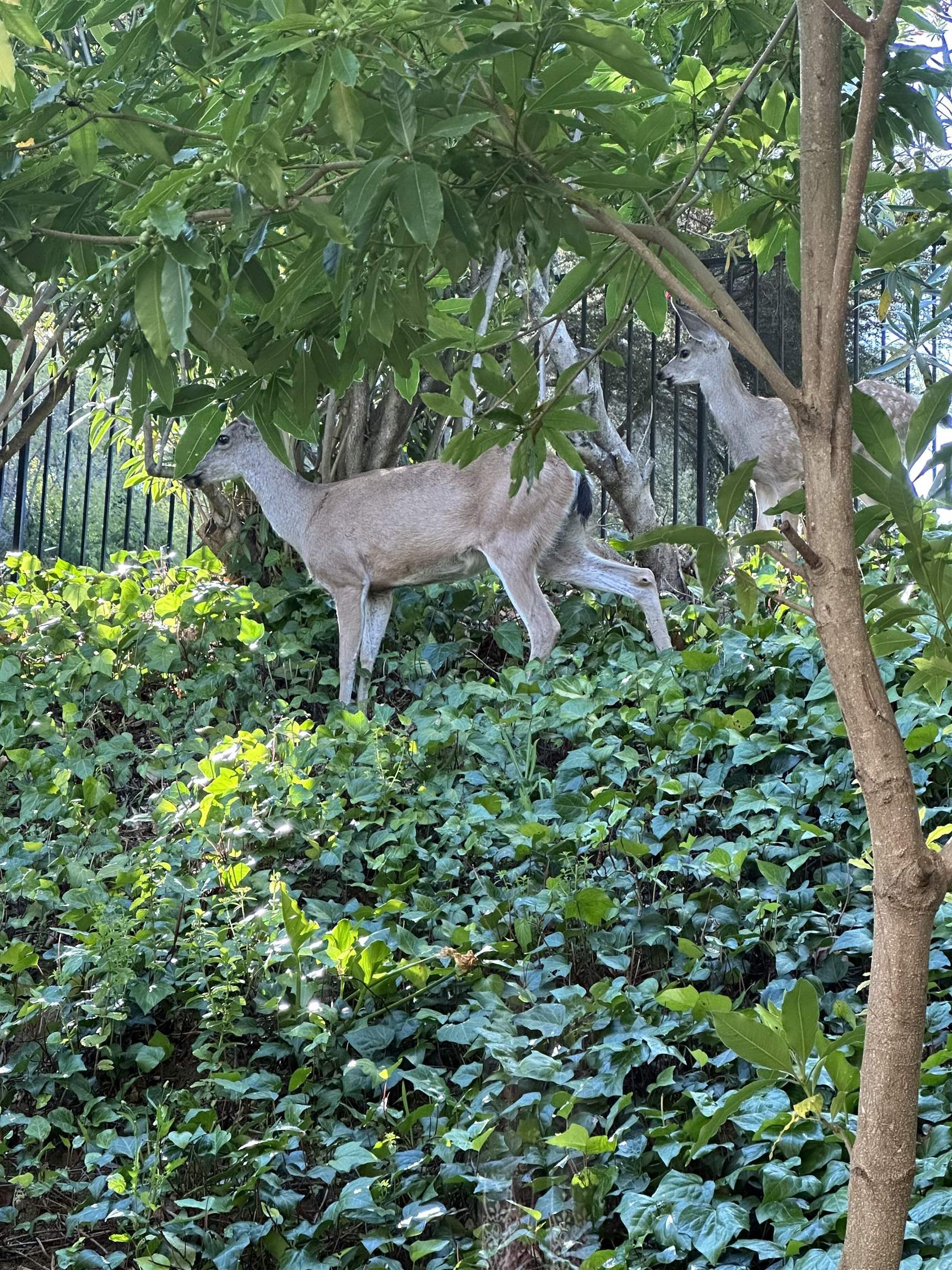 Photo #2: 41122757 Listing: Photo #2