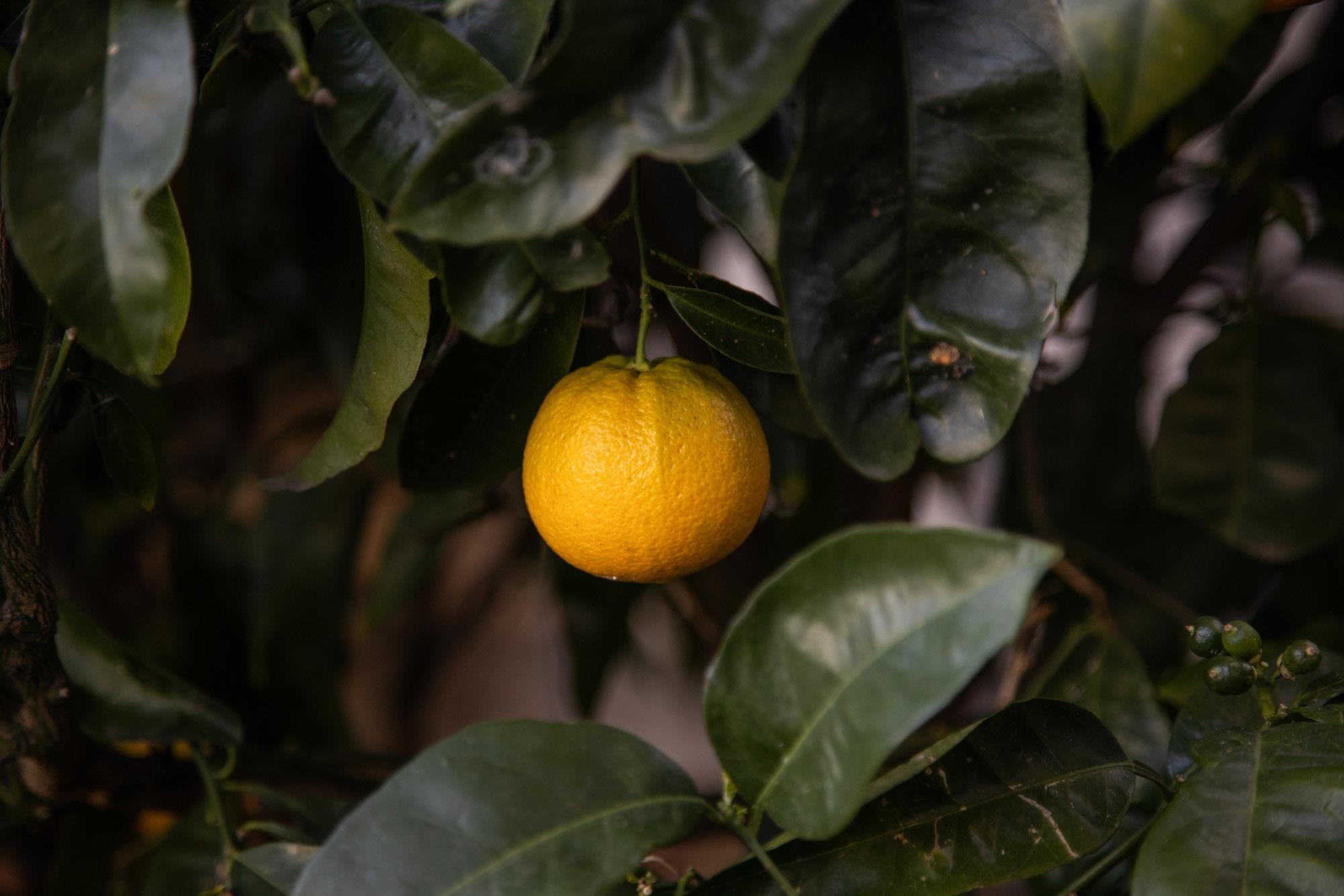 Detail Gallery Image 41 of 57 For 230 Belleview Dr, San Leandro,  CA 94577 - 2 Beds | 2 Baths