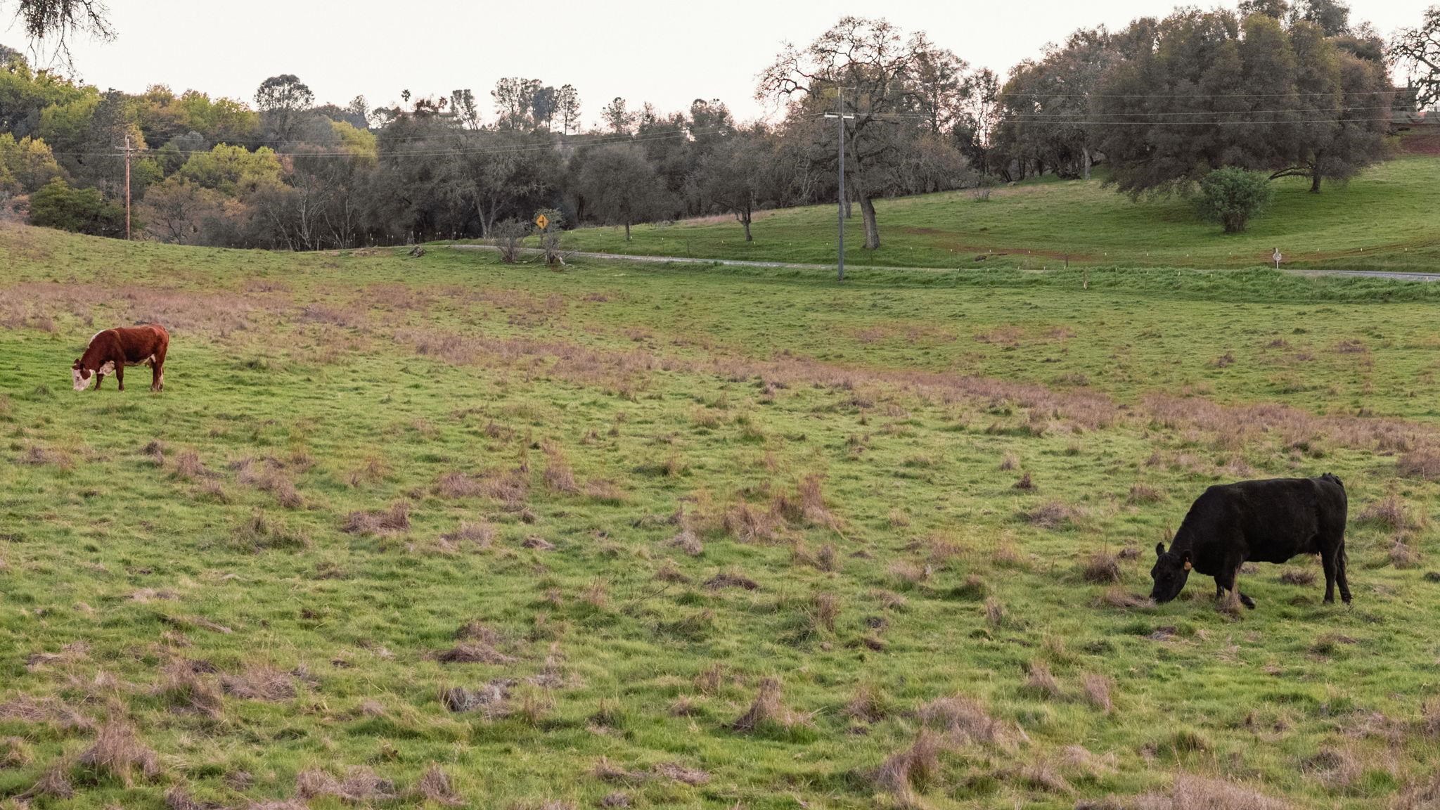 Detail Gallery Image 53 of 57 For 514 Appaloosa Way, Angels Camp,  CA 95222 - 4 Beds | 4 Baths