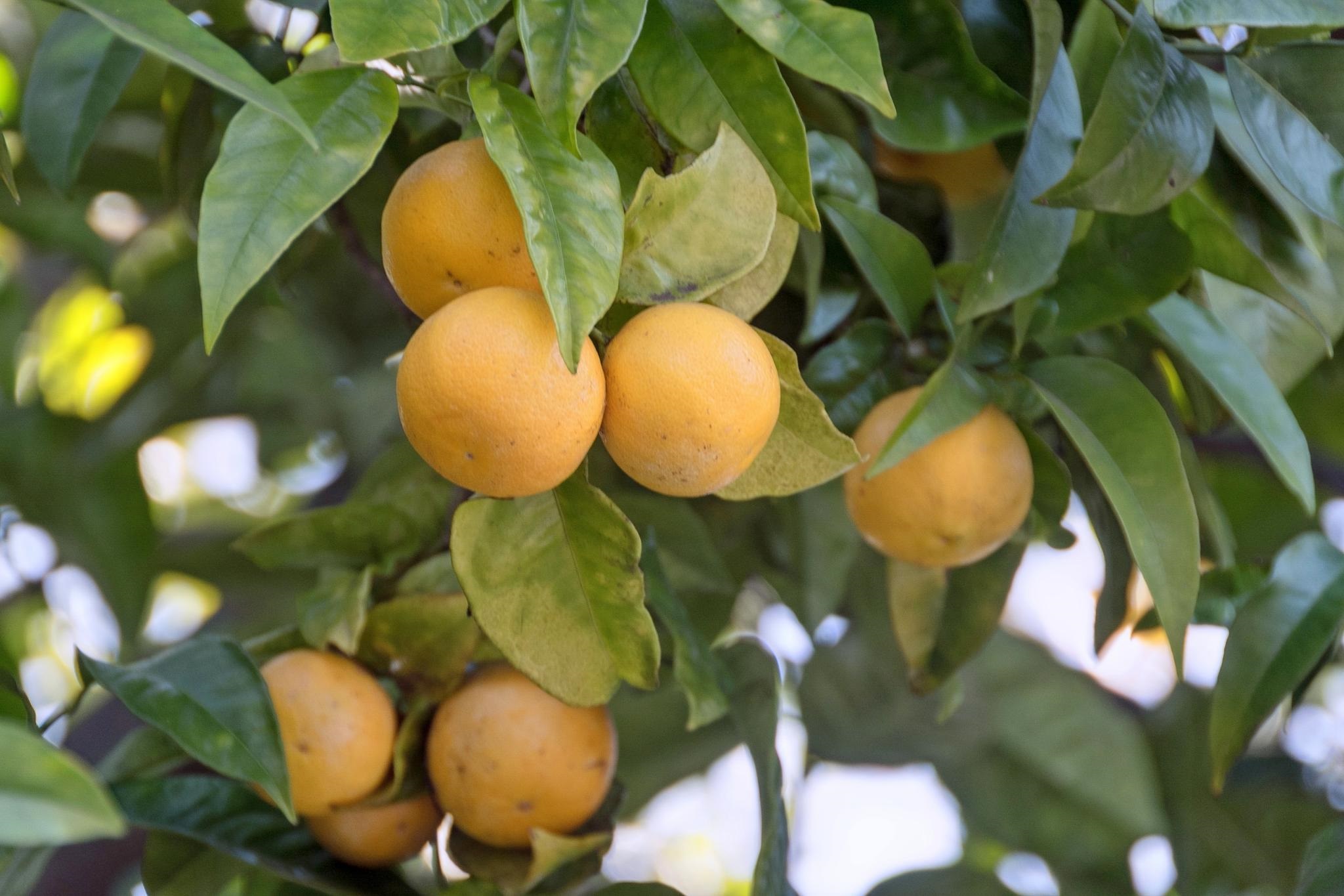 Detail Gallery Image 50 of 50 For 998 Virginia St, Berkeley,  CA 94710 - 3 Beds | 2 Baths