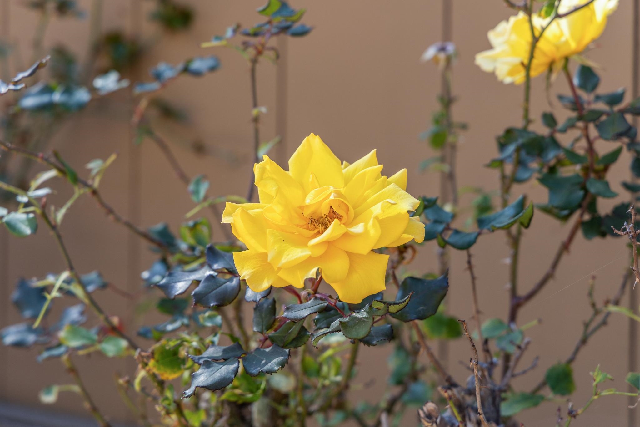 Detail Gallery Image 34 of 50 For 7577 Portree Dr, San Jose,  CA 95135 - 2 Beds | 2 Baths