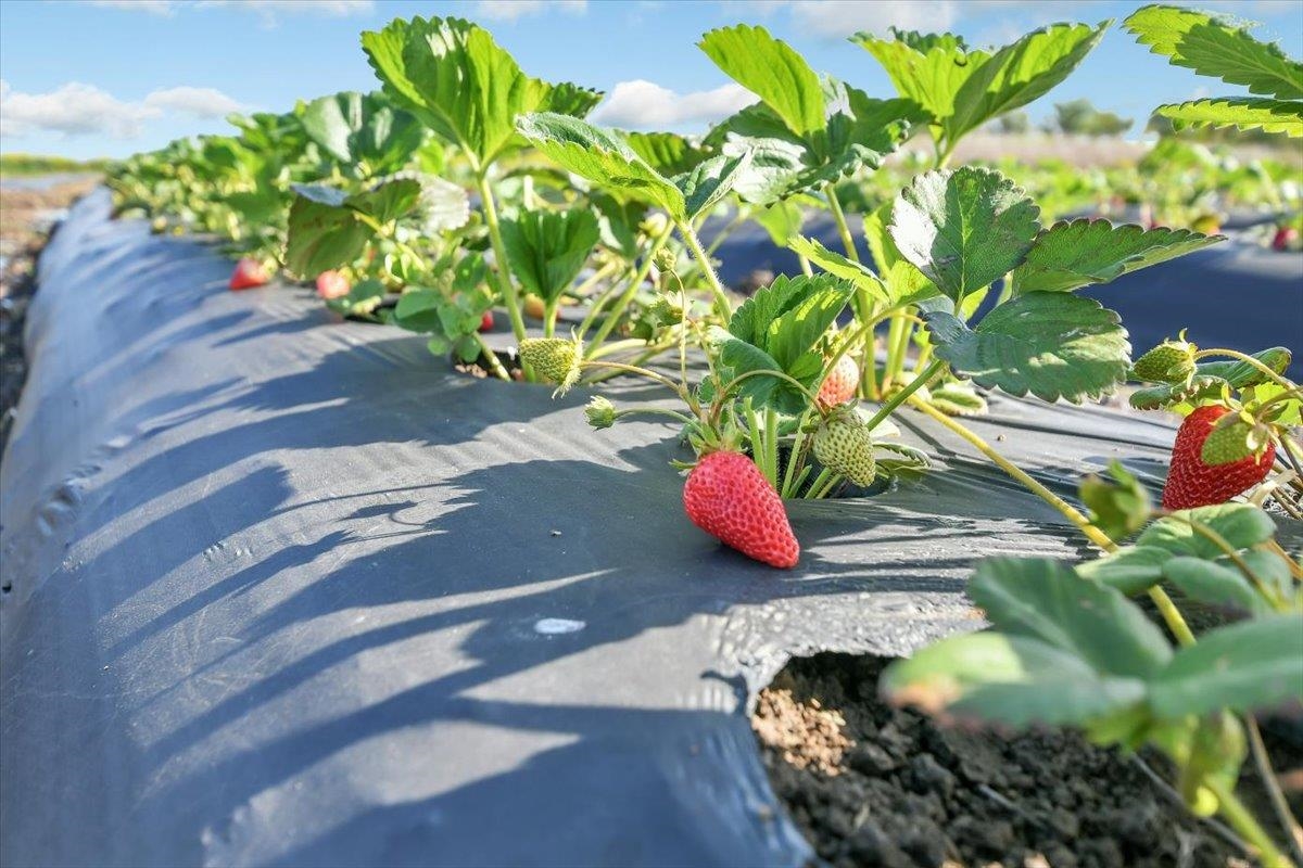 Detail Gallery Image 33 of 47 For 8091 Balfour Rd, Brentwood,  CA 94513 - – Beds | – Baths