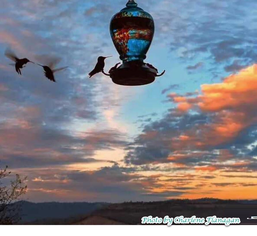 Detail Gallery Image 17 of 43 For 19691 Ferretti Rd, Groveland,  CA 95321 - – Beds | – Baths