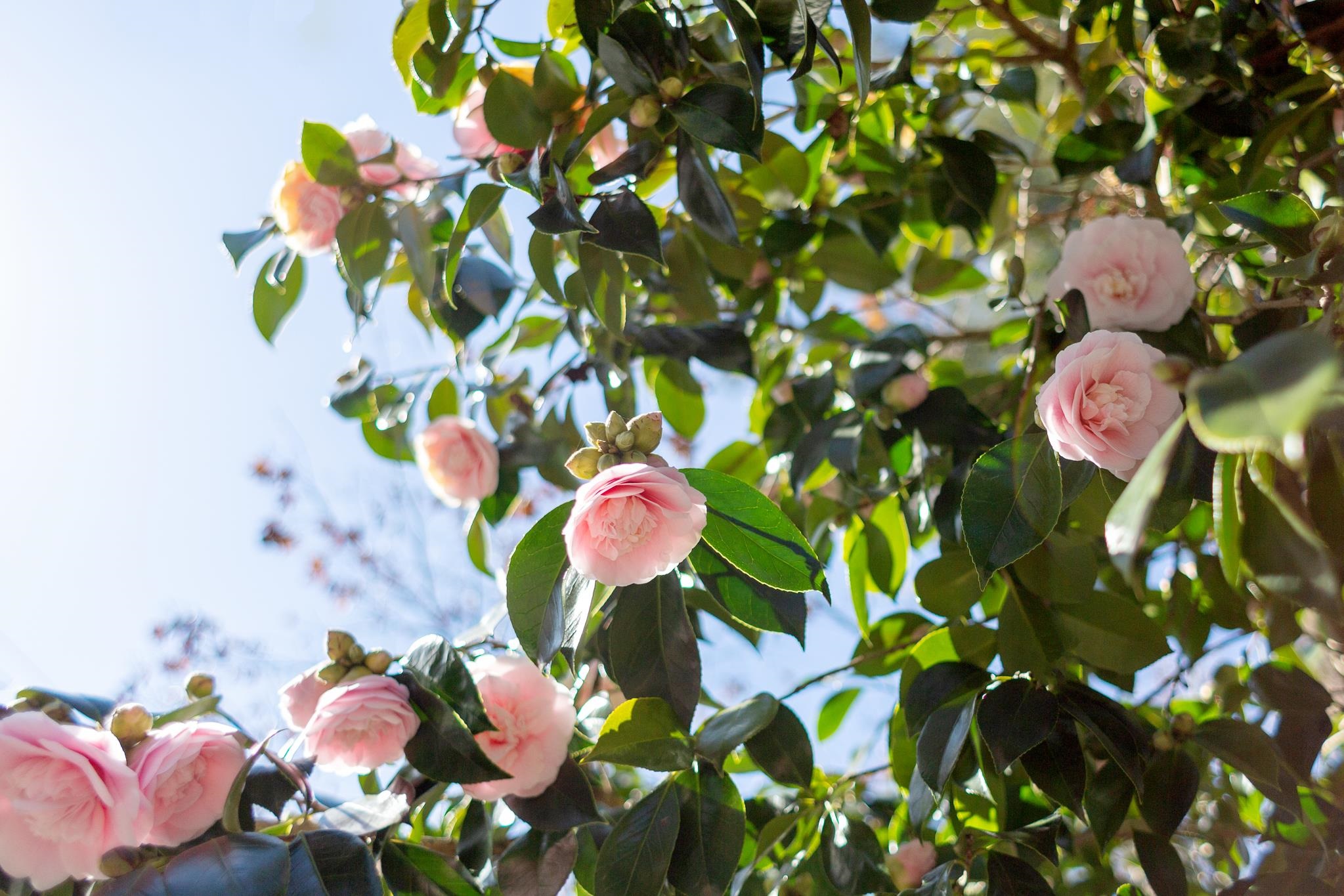 Detail Gallery Image 24 of 24 For 1106 Cragmont Ave, Berkeley,  CA 94708 - 2 Beds | 1 Baths