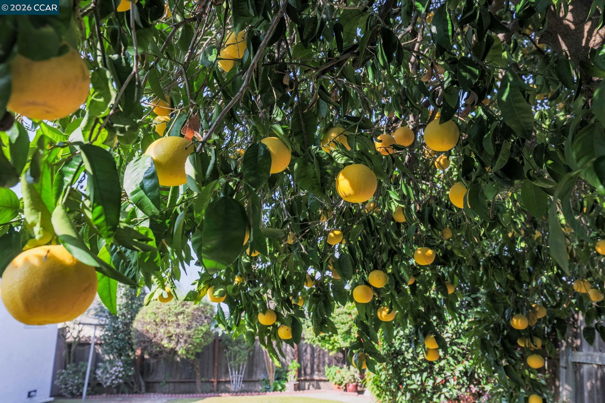 Detail Gallery Image 30 of 30 For 3613 Longview Rd, Antioch,  CA 94509 - 3 Beds | 2 Baths