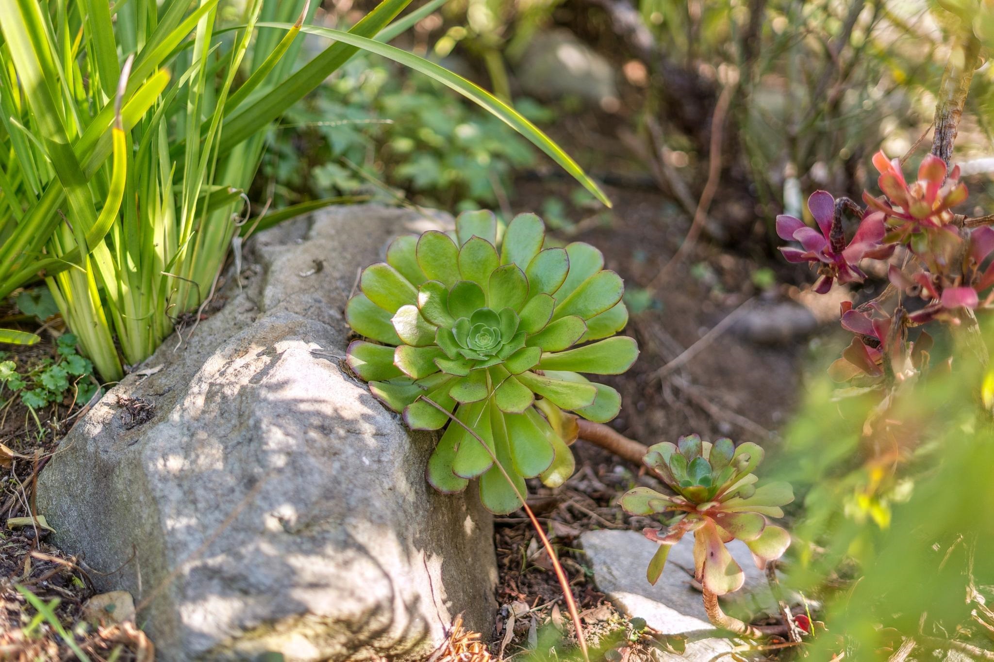 Detail Gallery Image 3 of 49 For 5460 Carlton St, Oakland,  CA 94618 - 3 Beds | 2/1 Baths