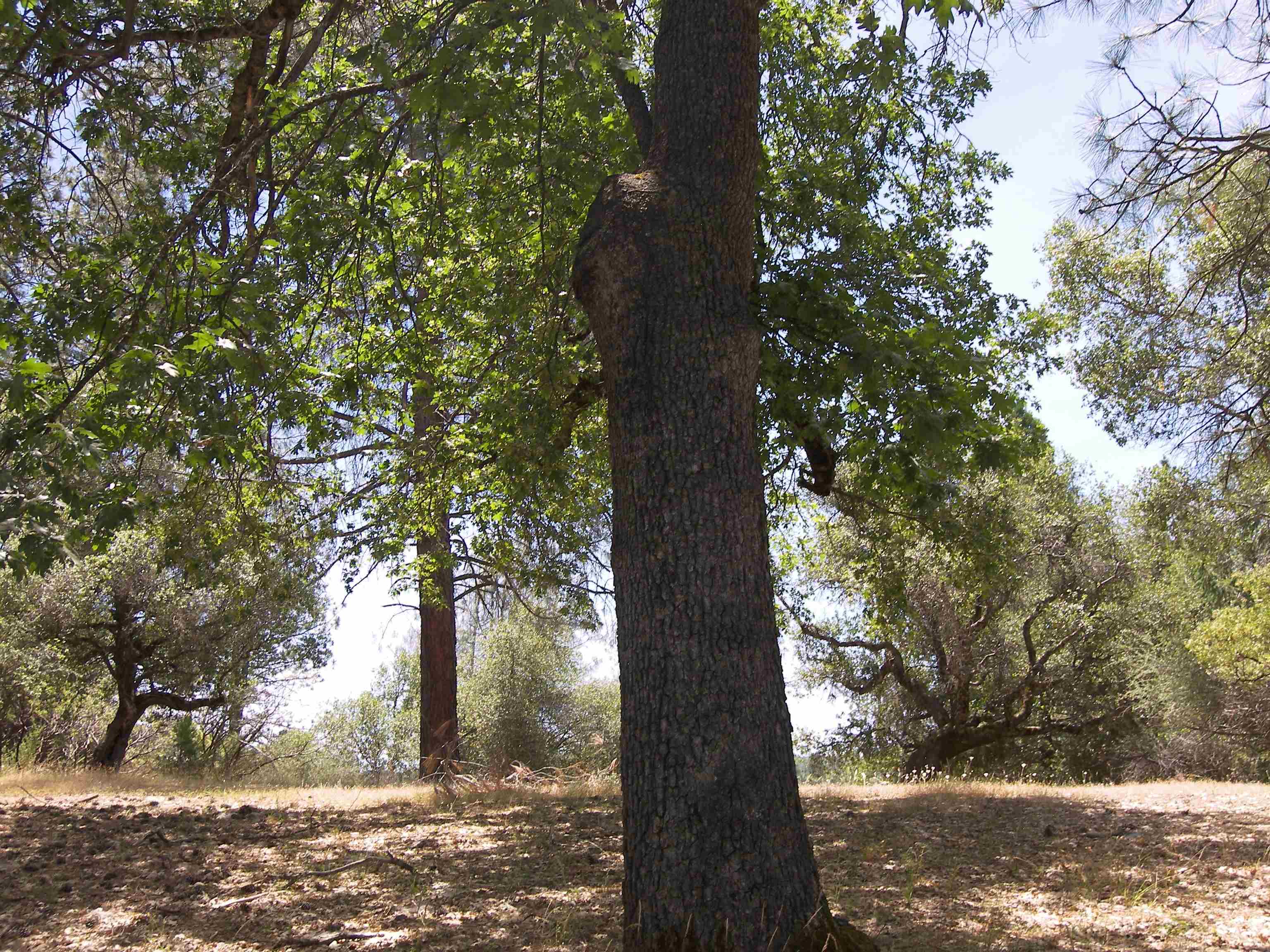 Detail Gallery Image 2 of 11 For Point View Dr., Groveland,  CA 95321 - – Beds | – Baths