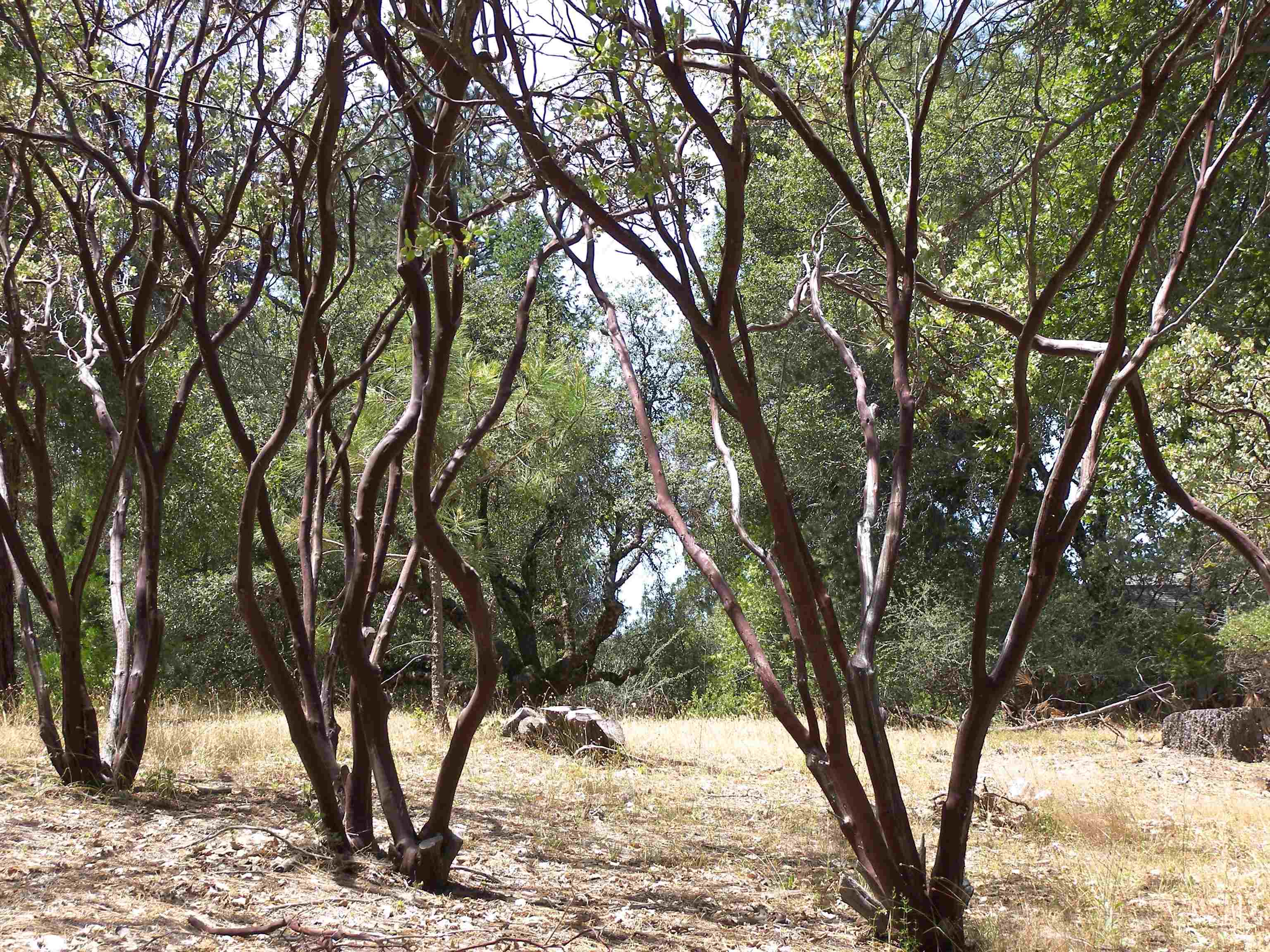 Detail Gallery Image 8 of 11 For Point View Dr., Groveland,  CA 95321 - – Beds | – Baths