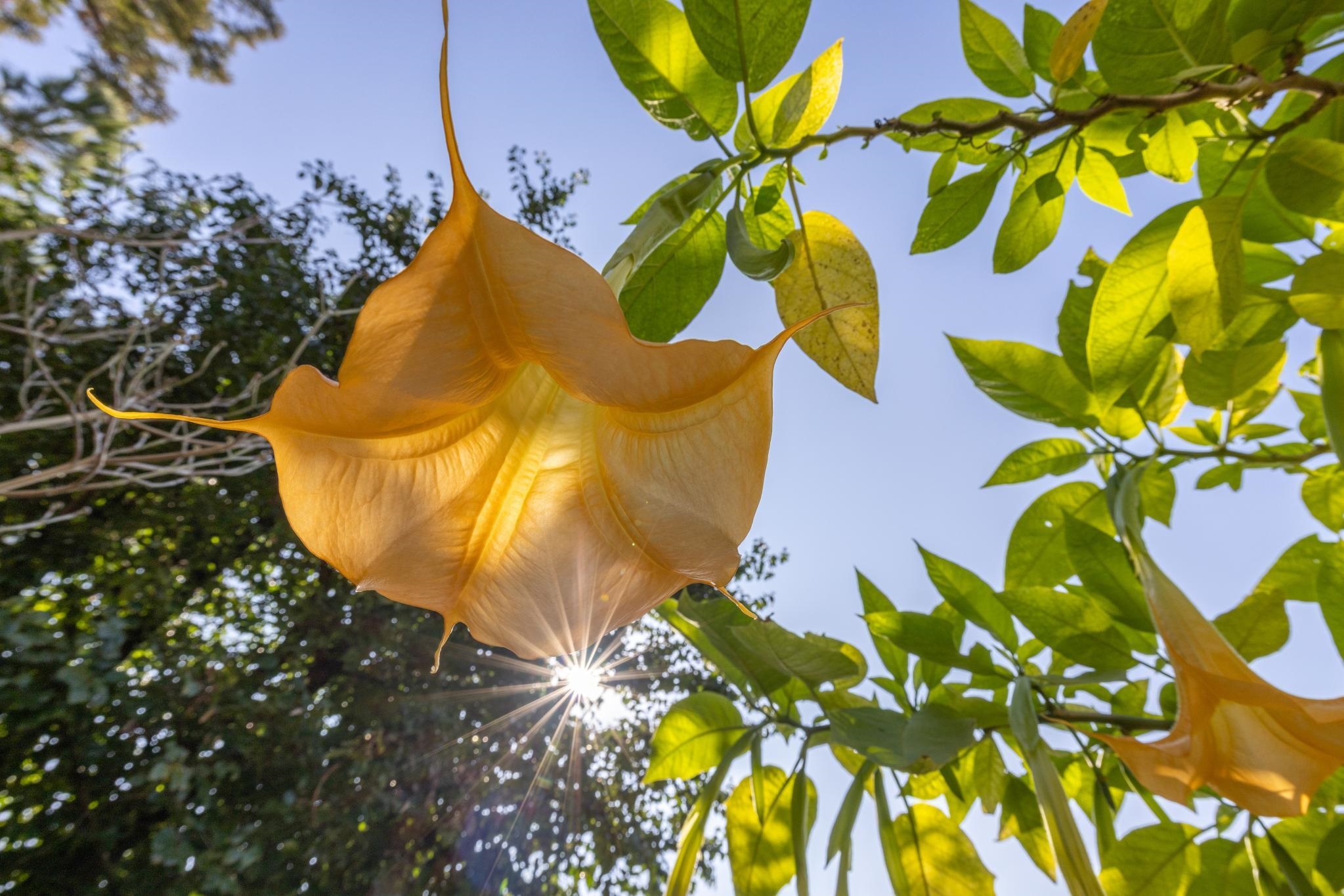 Detail Gallery Image 46 of 60 For 681 Santa Ray Ave, Oakland,  CA 94610 - 5 Beds | 3/1 Baths