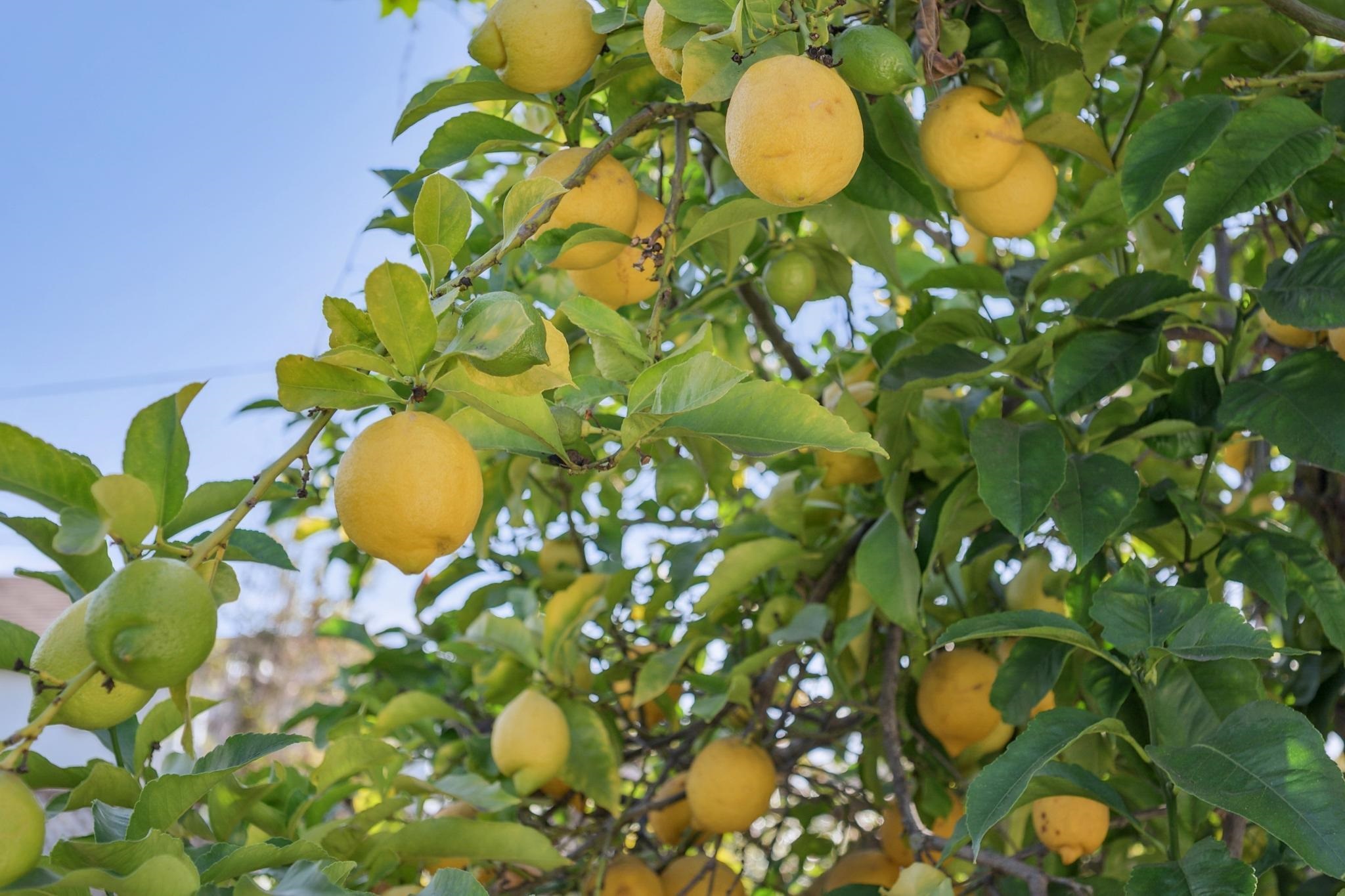 Detail Gallery Image 50 of 57 For 2932 Marina Dr, Alameda,  CA 94501 - 3 Beds | 2/1 Baths