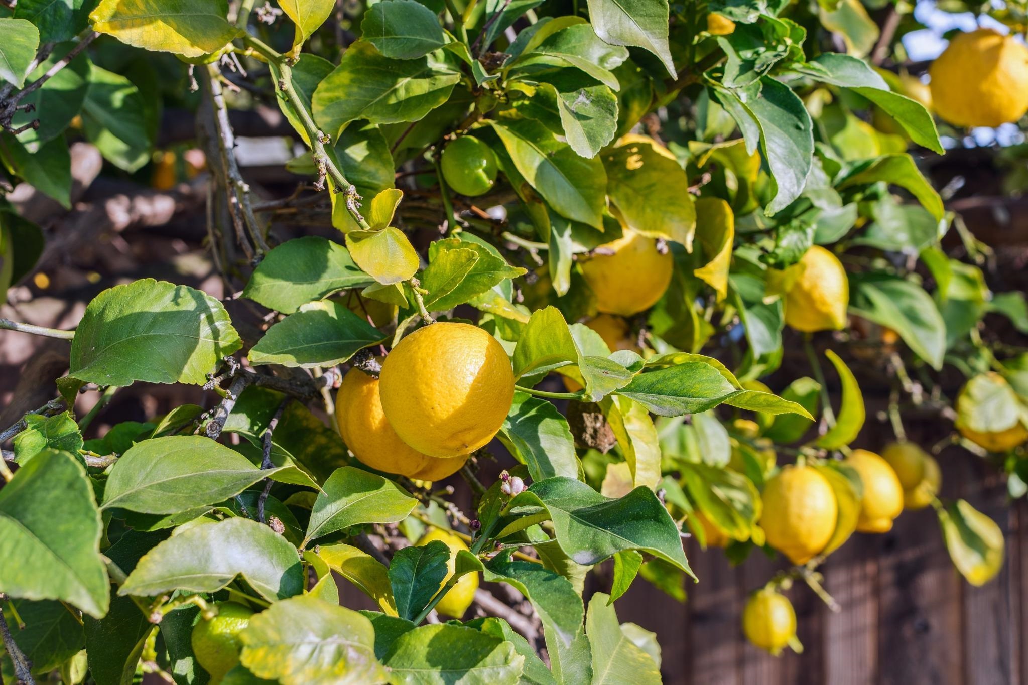 Detail Gallery Image 59 of 60 For 1308 Court Street, Alameda,  CA 94501 - 3 Beds | 2 Baths