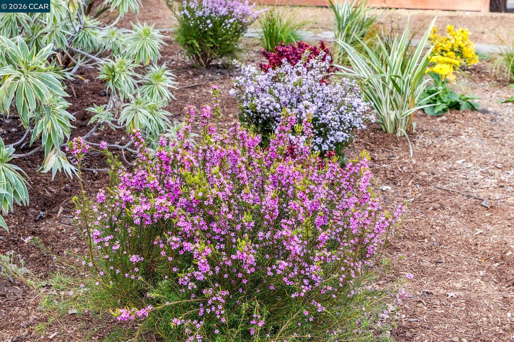 Detail Gallery Image 6 of 60 For 1651 Green Valley Rd., Danville,  CA 94526 - 4 Beds | 2 Baths