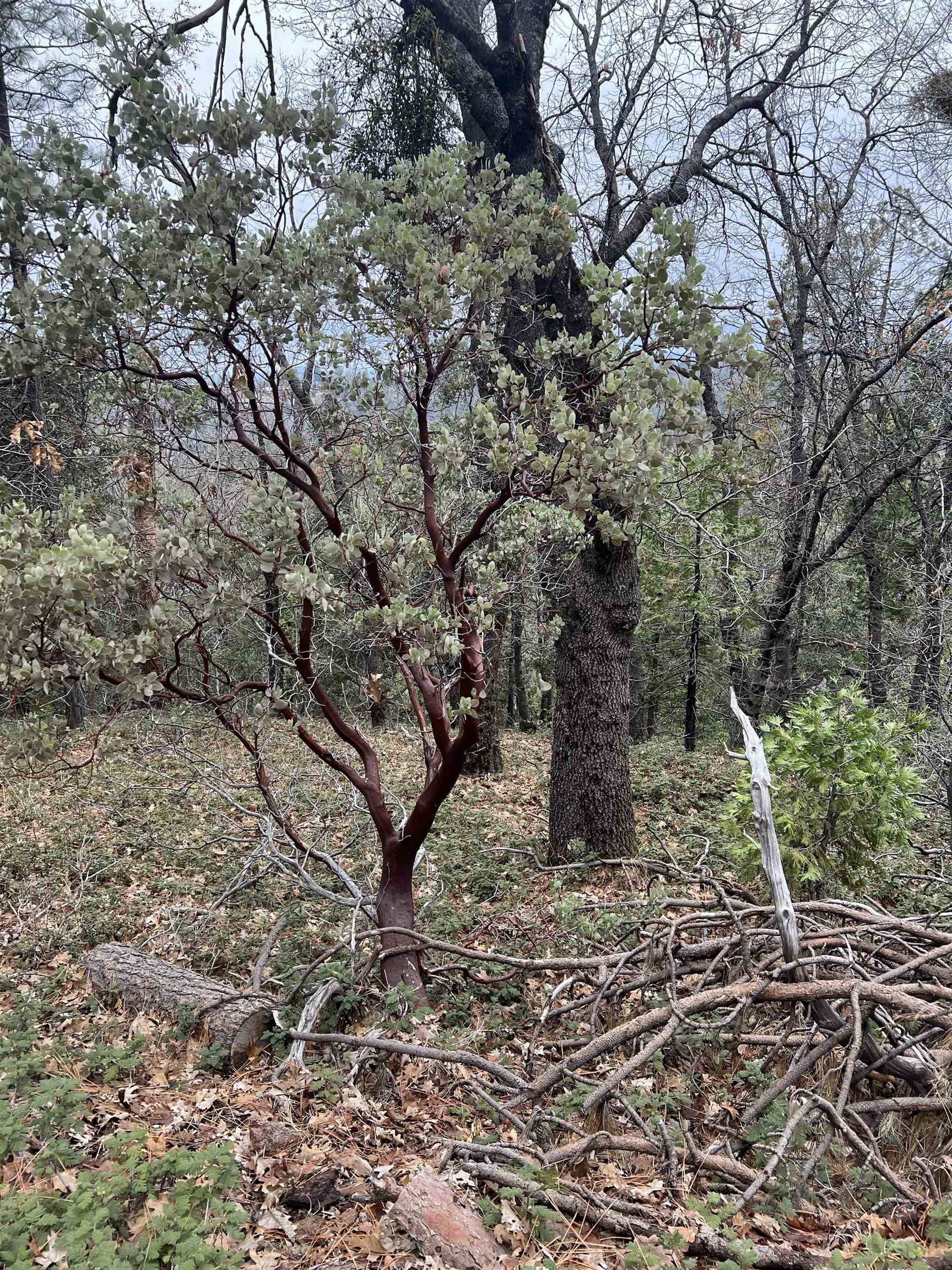 Detail Gallery Image 12 of 12 For 19262 Tanglewood Trl., Twain Harte,  CA 95383 - – Beds | – Baths