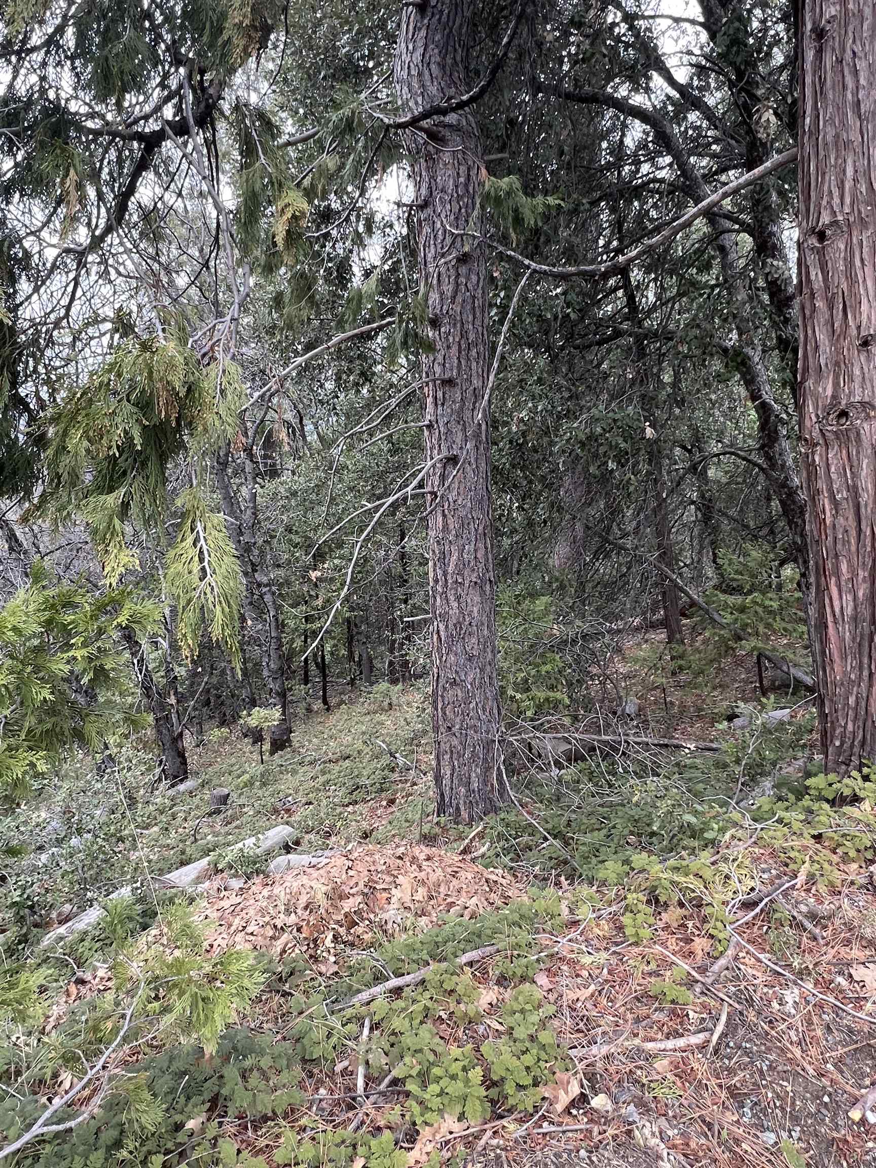 Detail Gallery Image 7 of 12 For 19262 Tanglewood Trl., Twain Harte,  CA 95383 - – Beds | – Baths