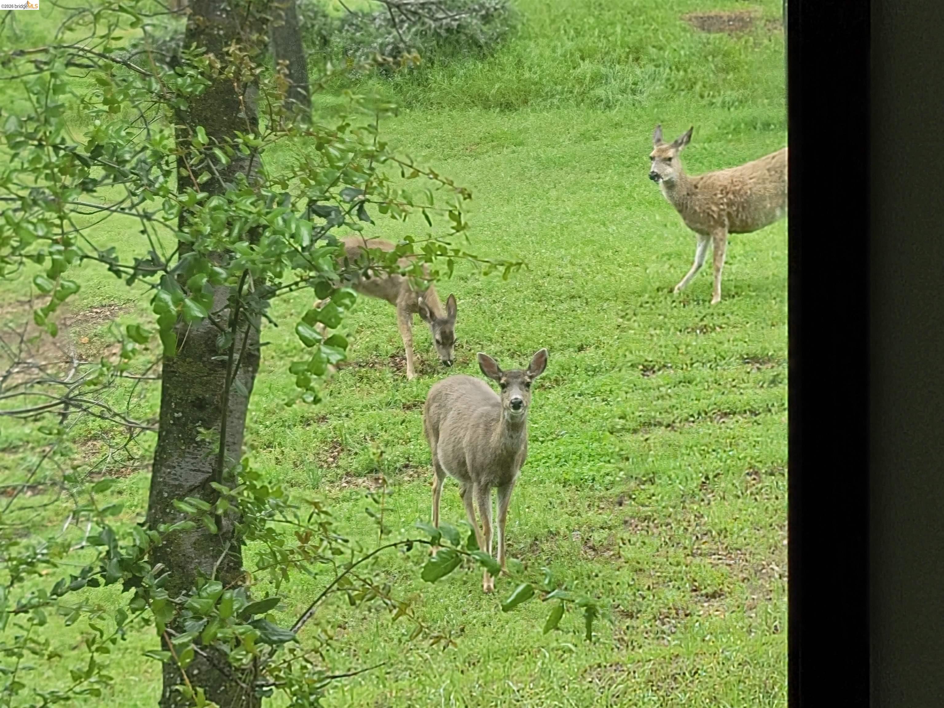 Detail Gallery Image 30 of 32 For 12629 Cresthavaen, Groveland,  CA 95321 - 3 Beds | 2/1 Baths