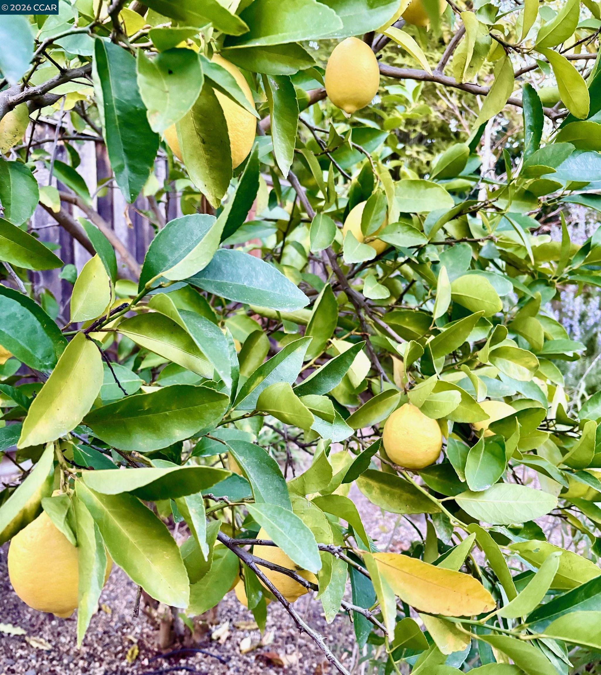 Detail Gallery Image 19 of 21 For 54 Carlos Court, Walnut Creek,  CA 94597 - 3 Beds | 1 Baths