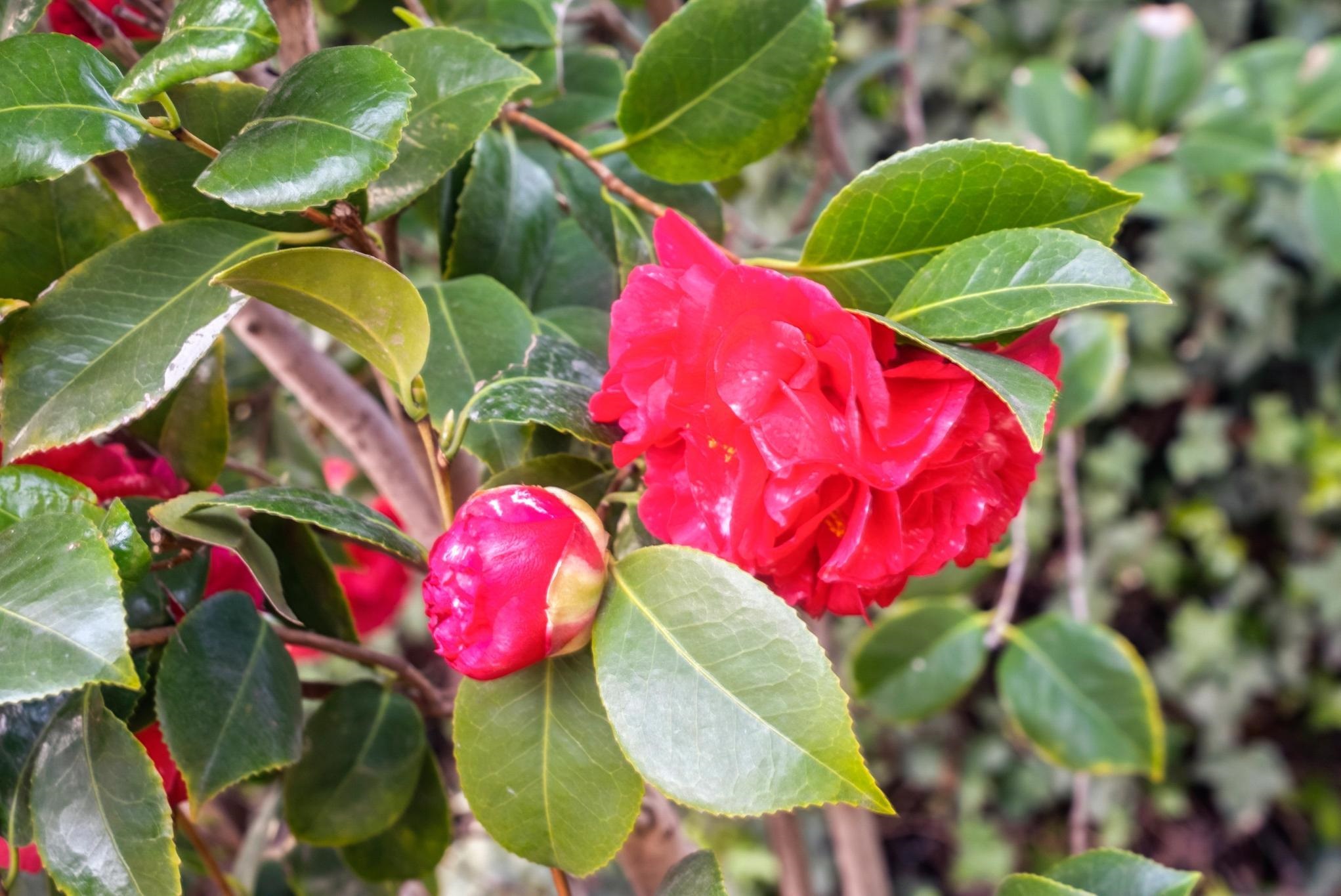 Detail Gallery Image 49 of 55 For 330 Melven Ct, San Leandro,  CA 94577 - 2 Beds | 1 Baths