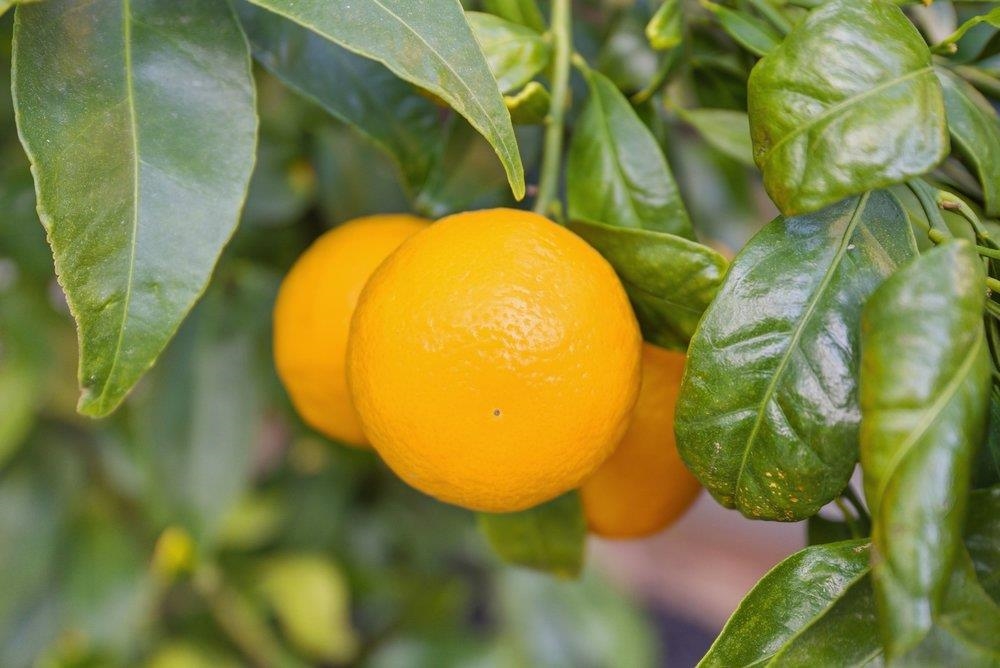 Detail Gallery Image 33 of 55 For 5251 Peony Dr, Livermore,  CA 94551 - 2 Beds | 2 Baths