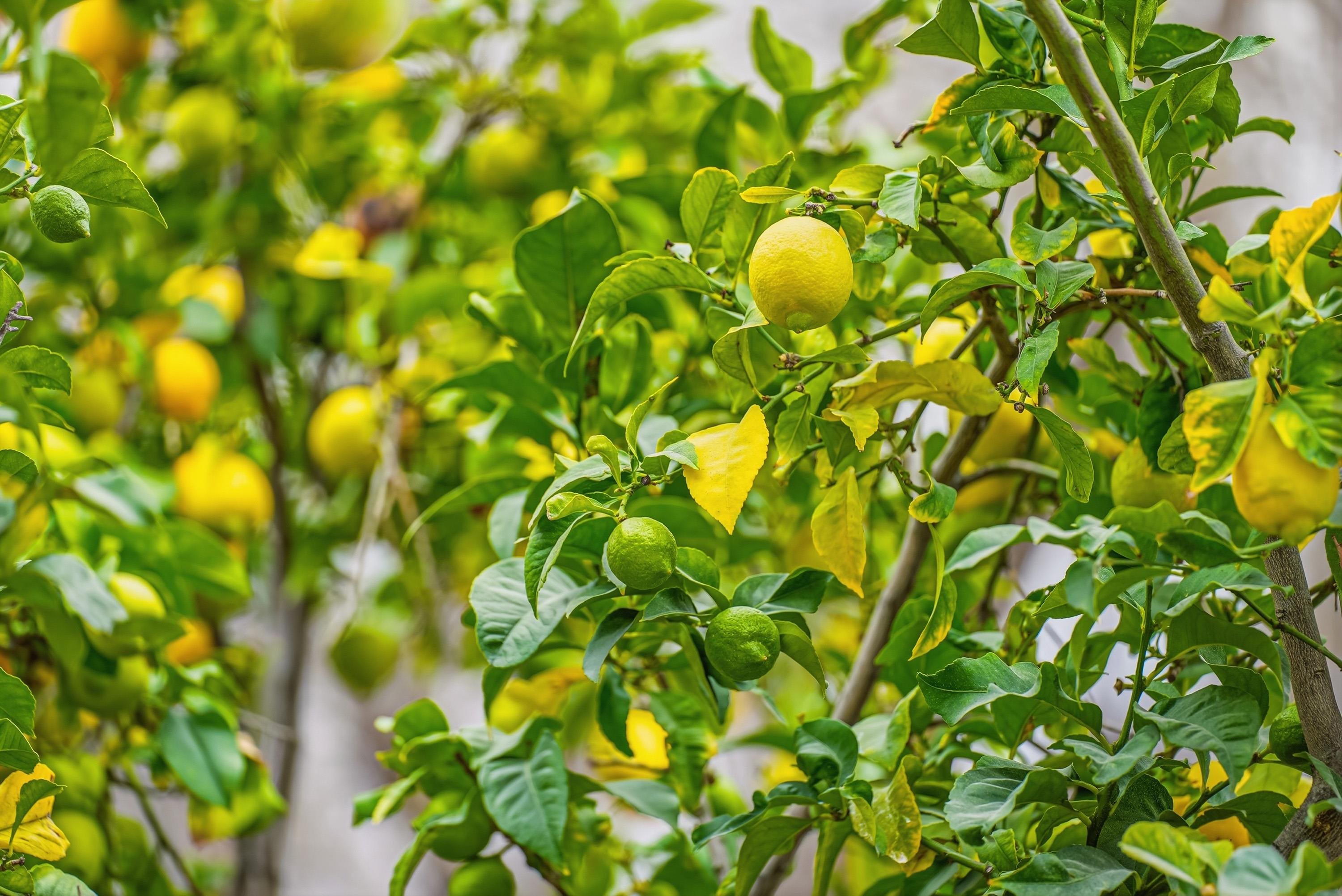 Detail Gallery Image 33 of 40 For 5912 Mayhews Landing Rd, Newark,  CA 94560 - 3 Beds | 2 Baths