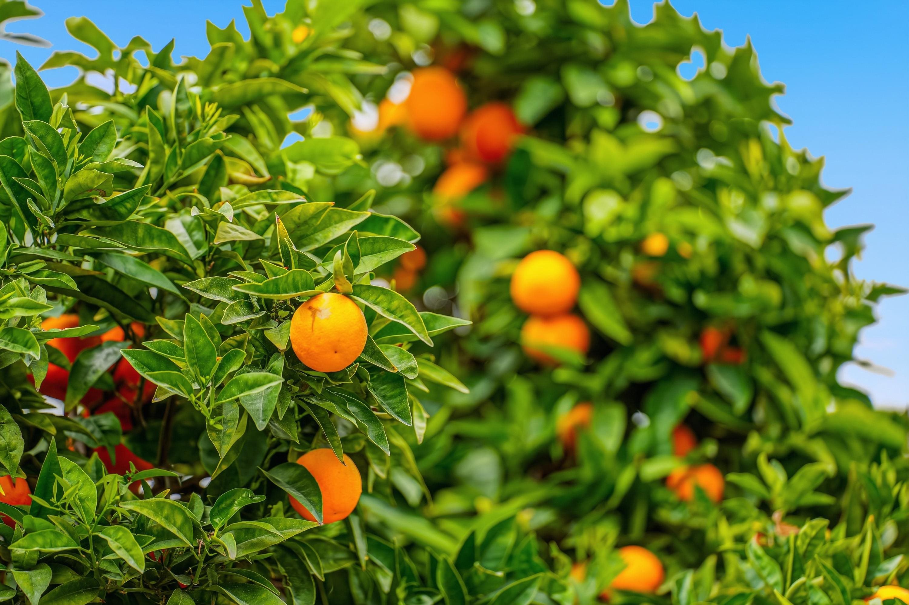 Detail Gallery Image 34 of 40 For 5912 Mayhews Landing Rd, Newark,  CA 94560 - 3 Beds | 2 Baths