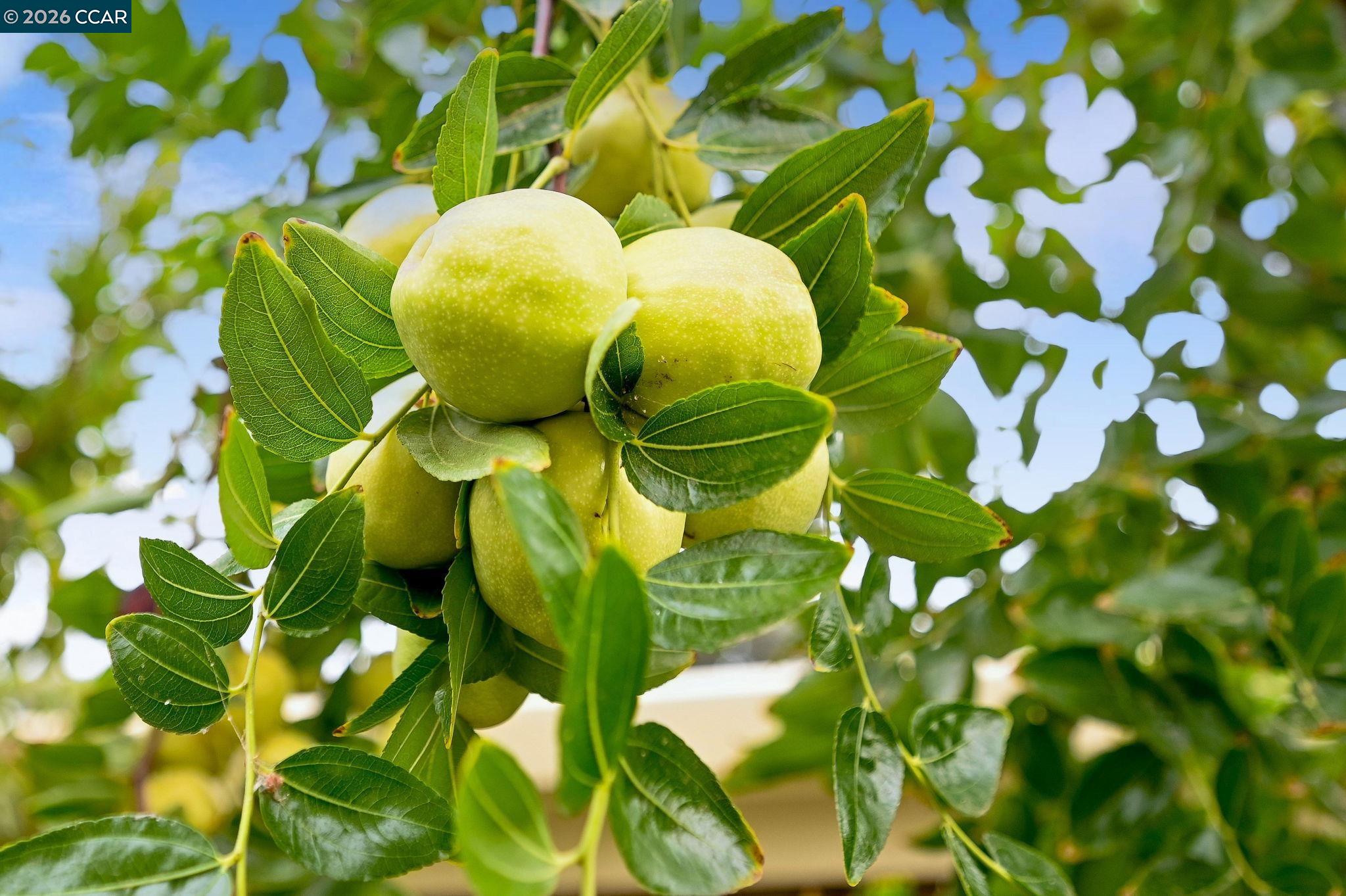 Detail Gallery Image 29 of 58 For 1577 Chianti Ln, Brentwood,  CA 94513-5275 - 2 Beds | 2 Baths