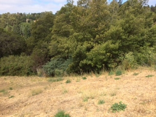 Detail Gallery Image 18 of 20 For 3257 Monterey Blvd., Oakland,  CA 94602 - – Beds | – Baths