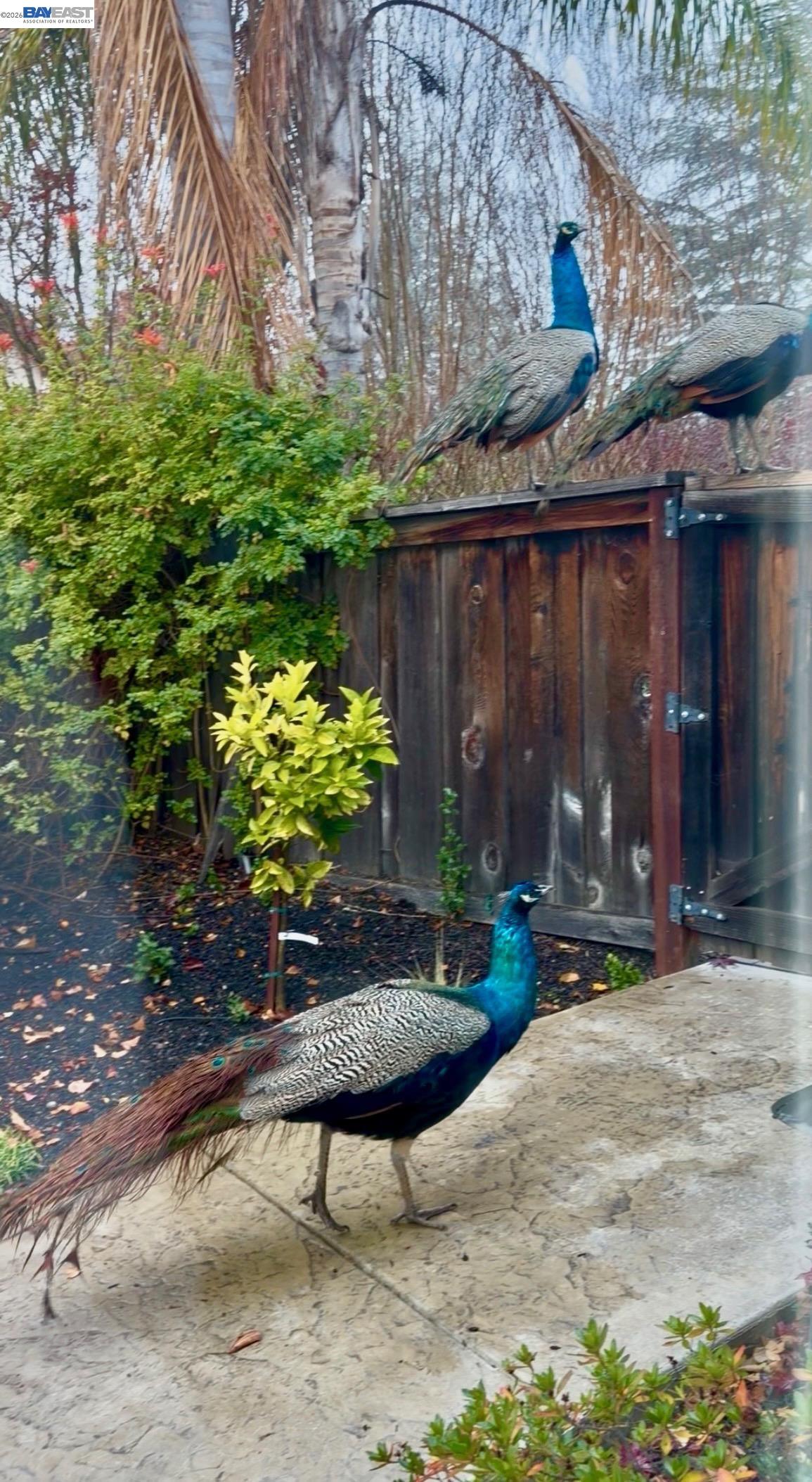 Detail Gallery Image 25 of 60 For 3421 Blackhawk Meadow Drive, Danville,  CA 94506 - 4 Beds | 3 Baths