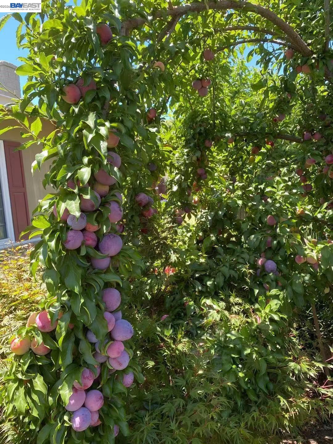 Detail Gallery Image 46 of 51 For 4022 Silver St, Pleasanton,  CA 94566 - 3 Beds | 2 Baths