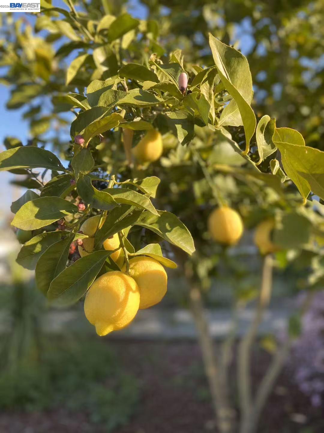Detail Gallery Image 47 of 51 For 4022 Silver St, Pleasanton,  CA 94566 - 3 Beds | 2 Baths