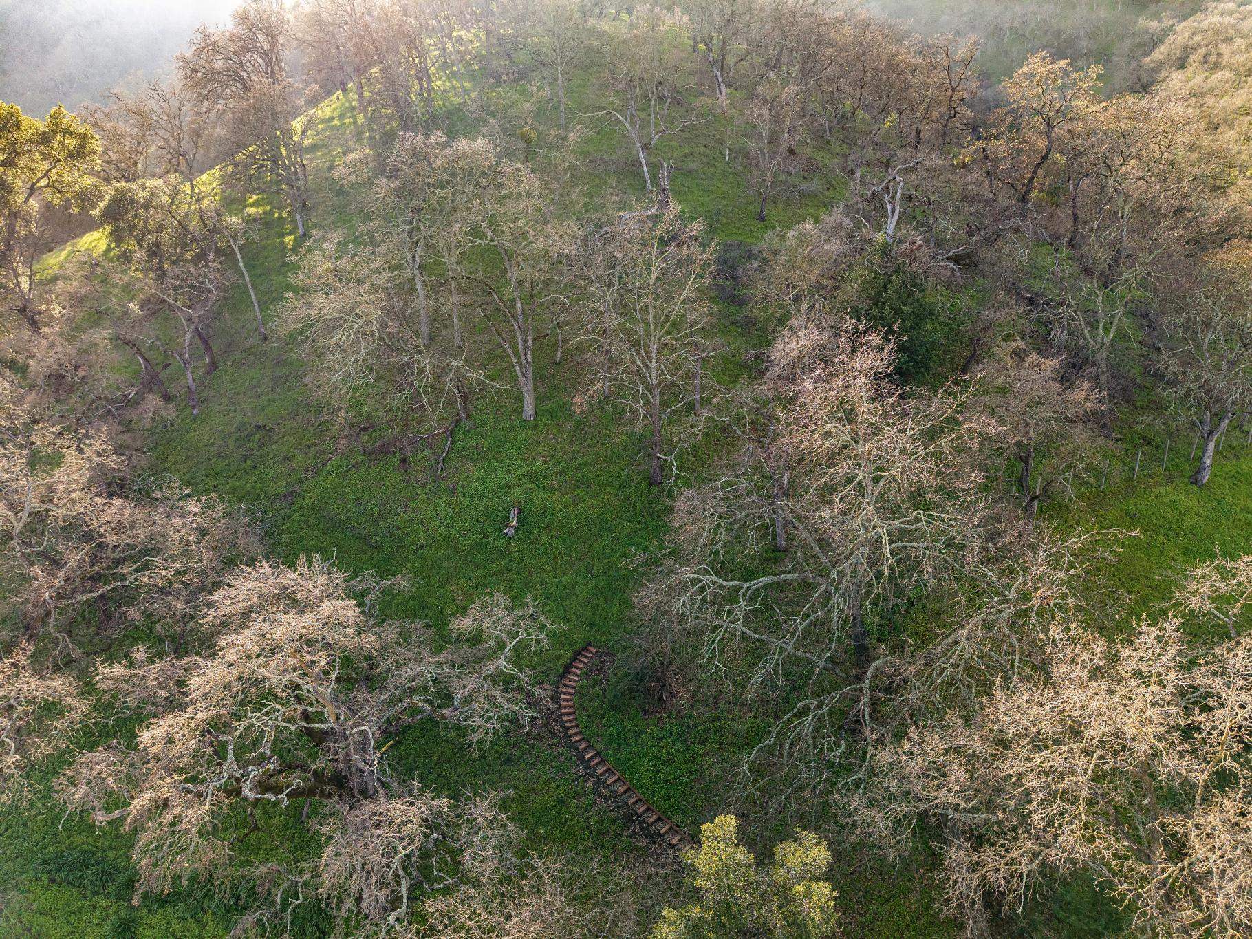 Detail Gallery Image 55 of 57 For 2435 Lunada, Alamo,  CA 94507-2610 - 3 Beds | 2/1 Baths