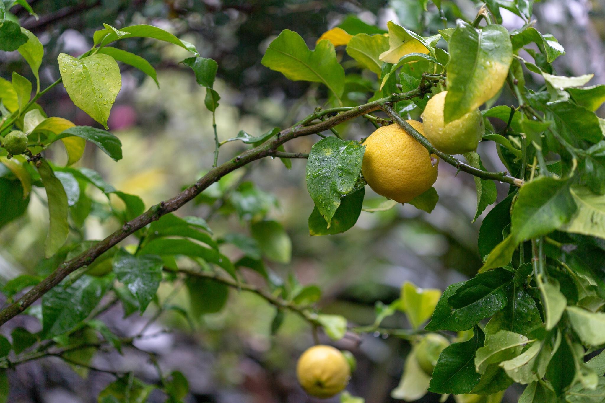 Detail Gallery Image 55 of 59 For 3081 23rd Avenue, Oakland,  CA 94602 - 4 Beds | 2 Baths