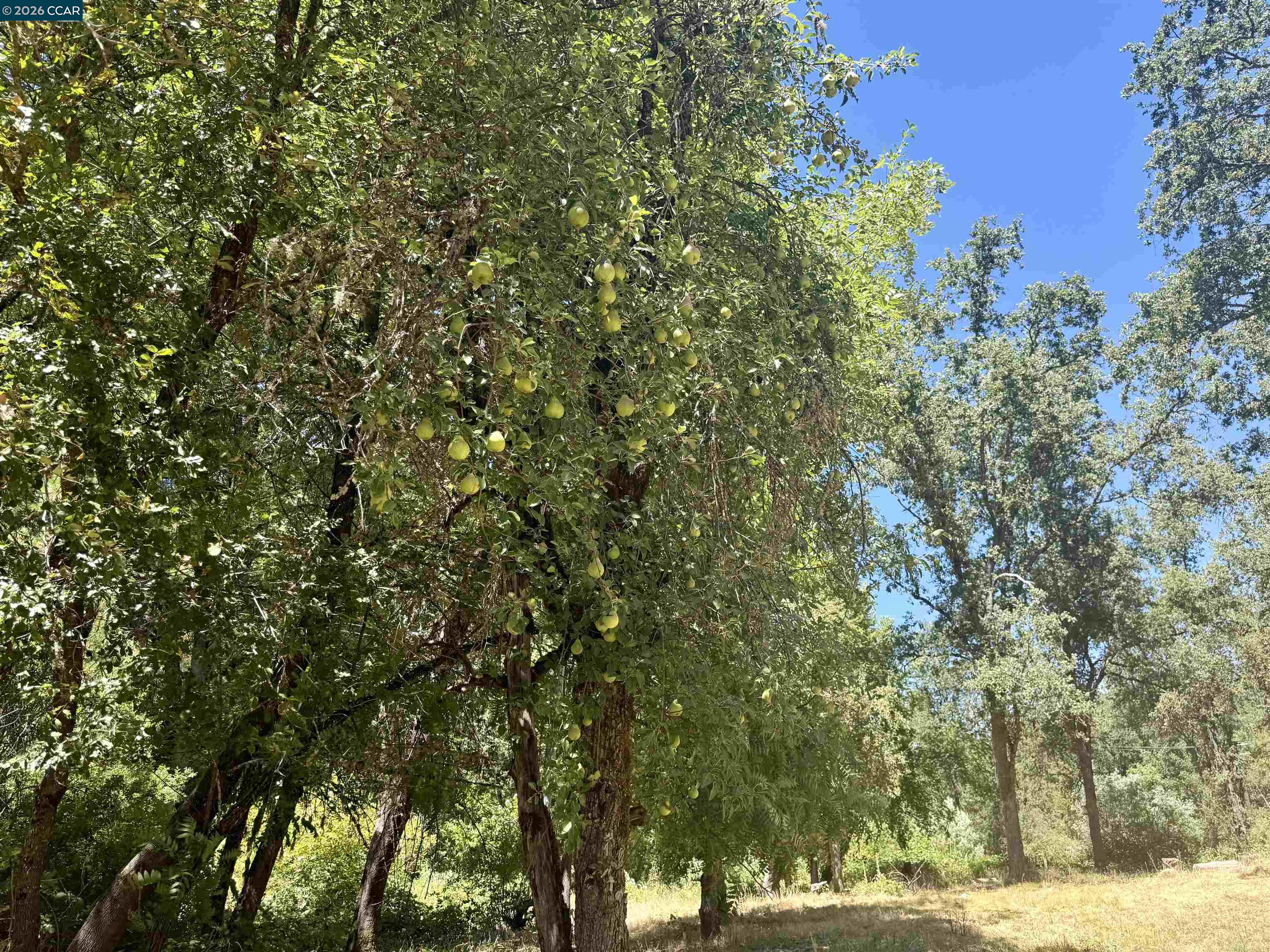 Detail Gallery Image 23 of 25 For 4578 Pretty Good Rd, Placerville,  CA 95667 - – Beds | – Baths