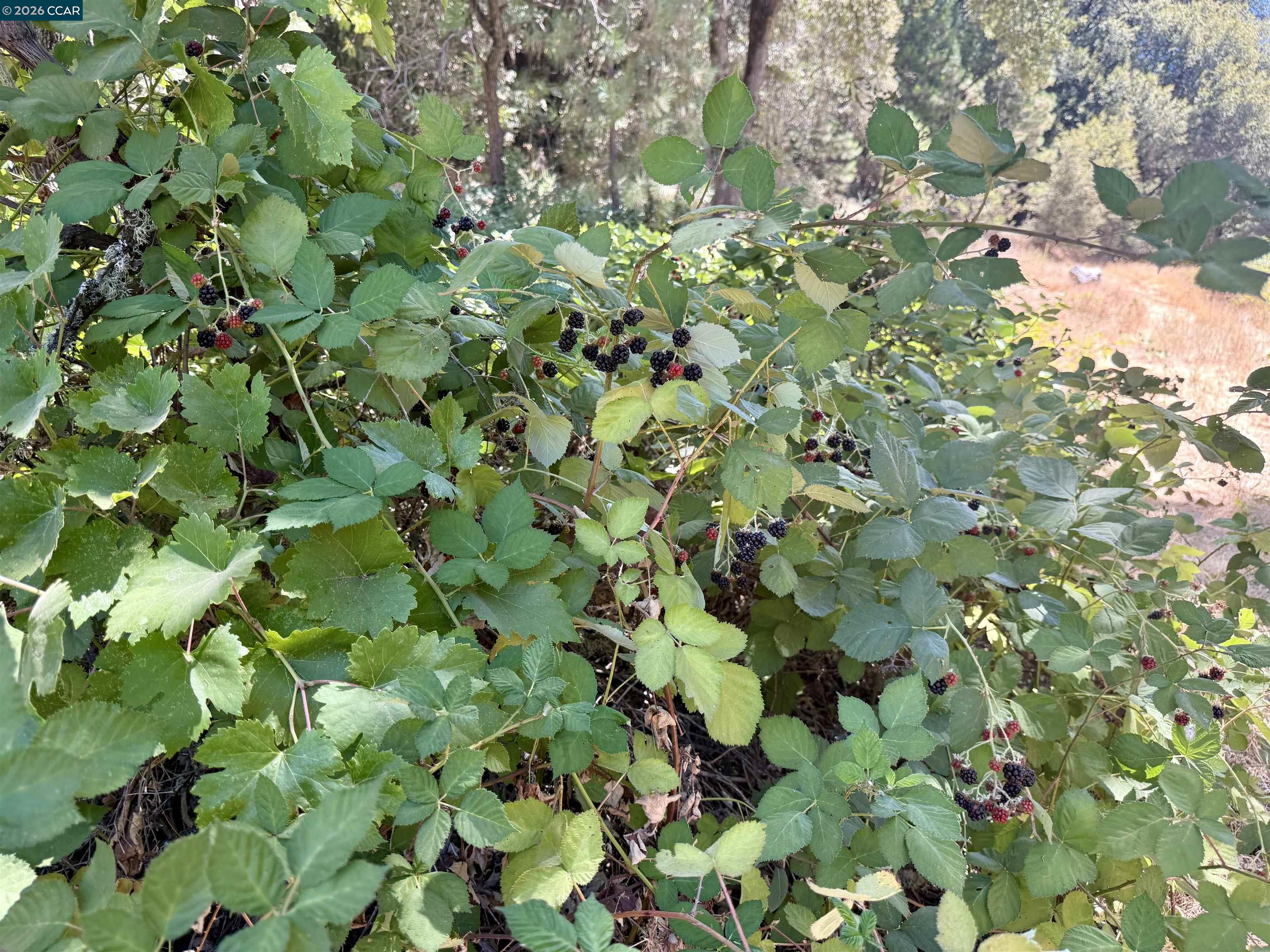 4578 Pretty Good Rd, Placerville, CA, 95667