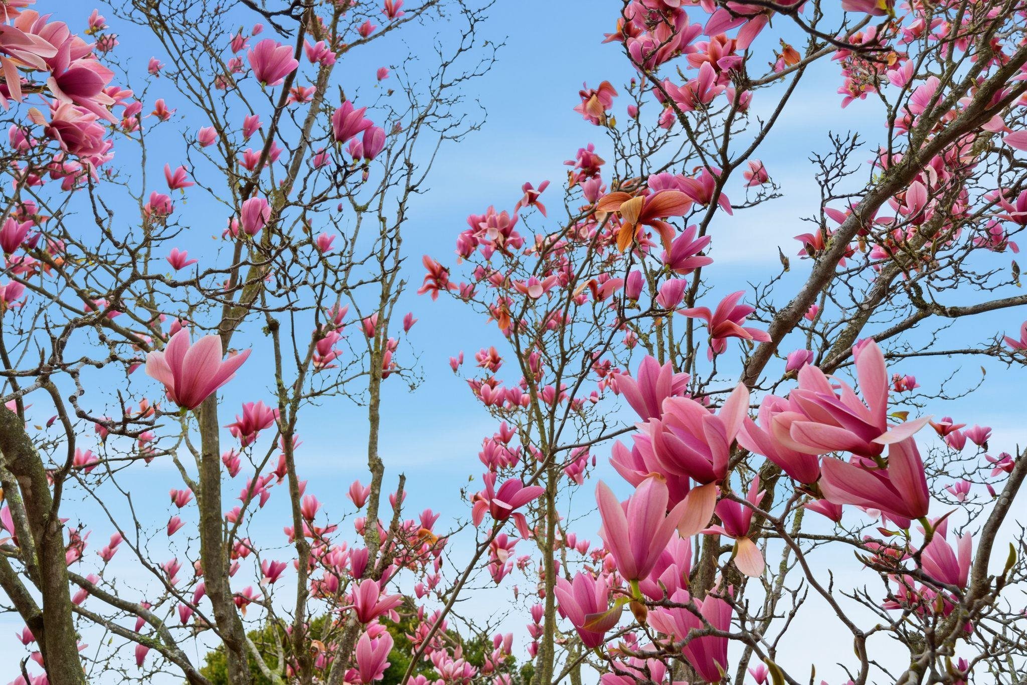Detail Gallery Image 50 of 51 For 662 Calmar Ave., Oakland,  CA 94610 - 4 Beds | 2/1 Baths