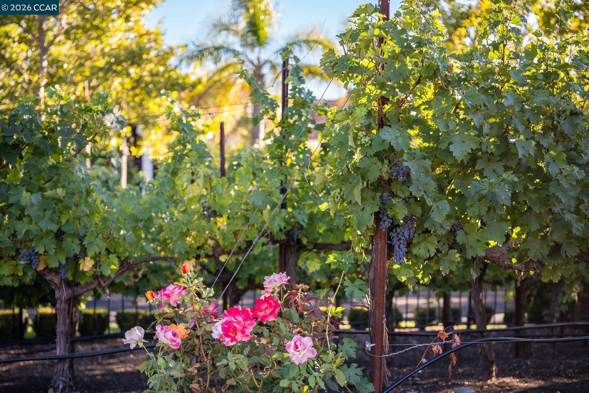 Detail Gallery Image 56 of 60 For 940 Eagle Ridge Dr, Danville,  CA 94506 - 6 Beds | 7/1 Baths